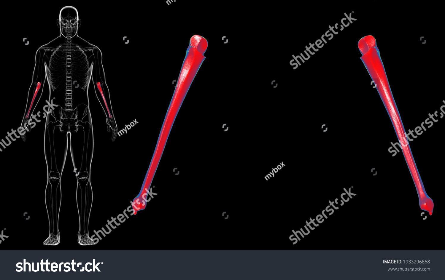 Human Skeleton Anatomy Ulna Bone 3d Stock Illustration 1933296668 ...