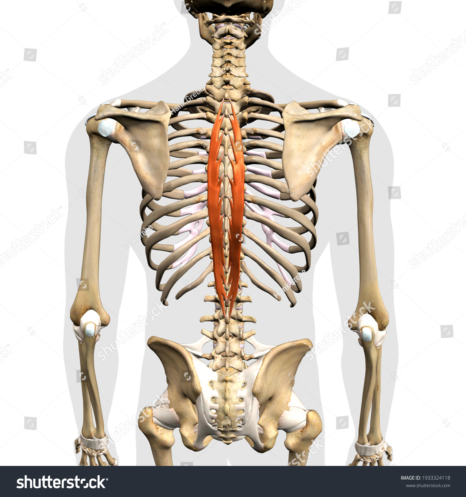 3d Rendering Male Spinalis Thoracis Erector Stock Illustration ...