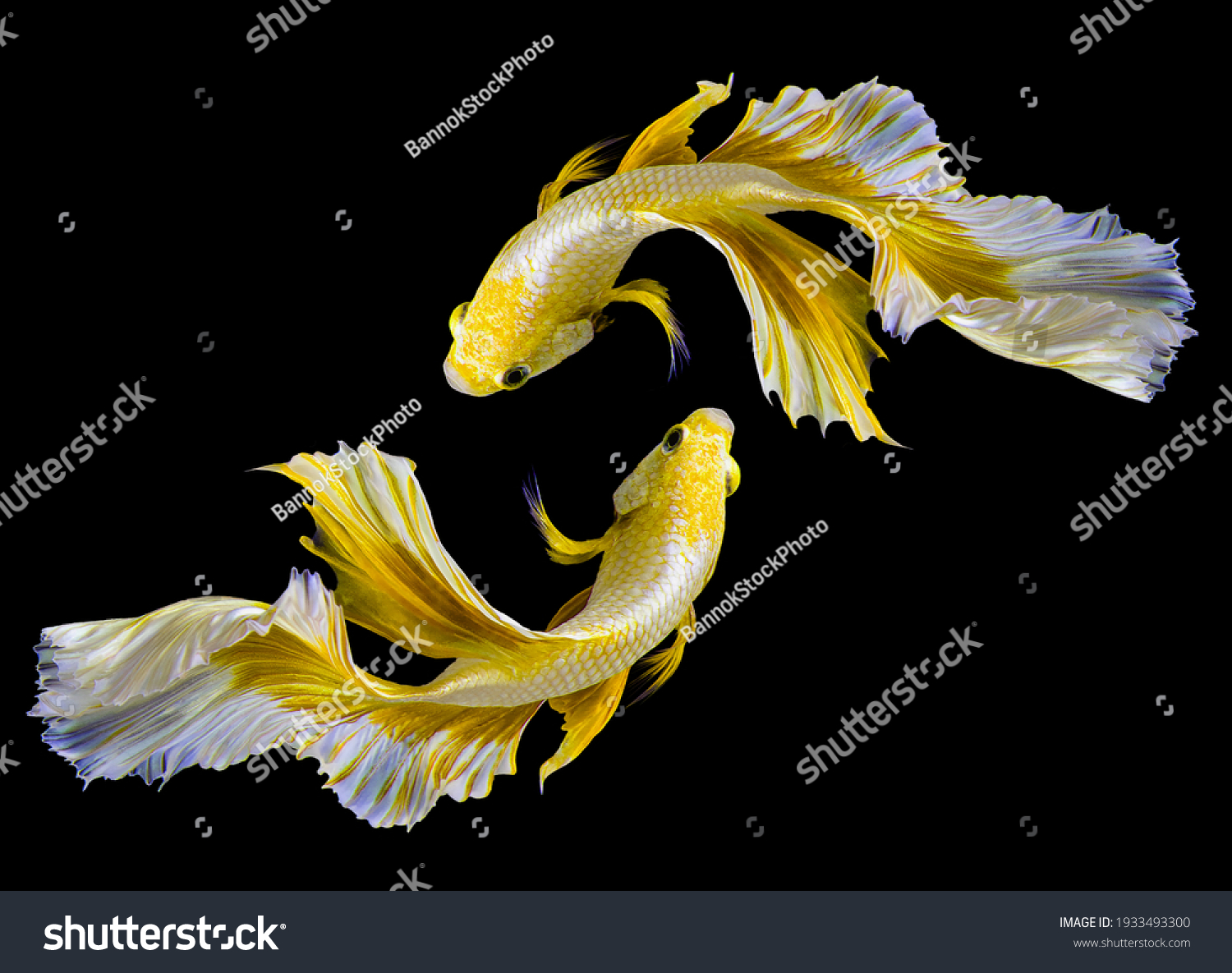 Beautiful Movement Two Golden Betta Fish Stock Photo 1933493300 ...