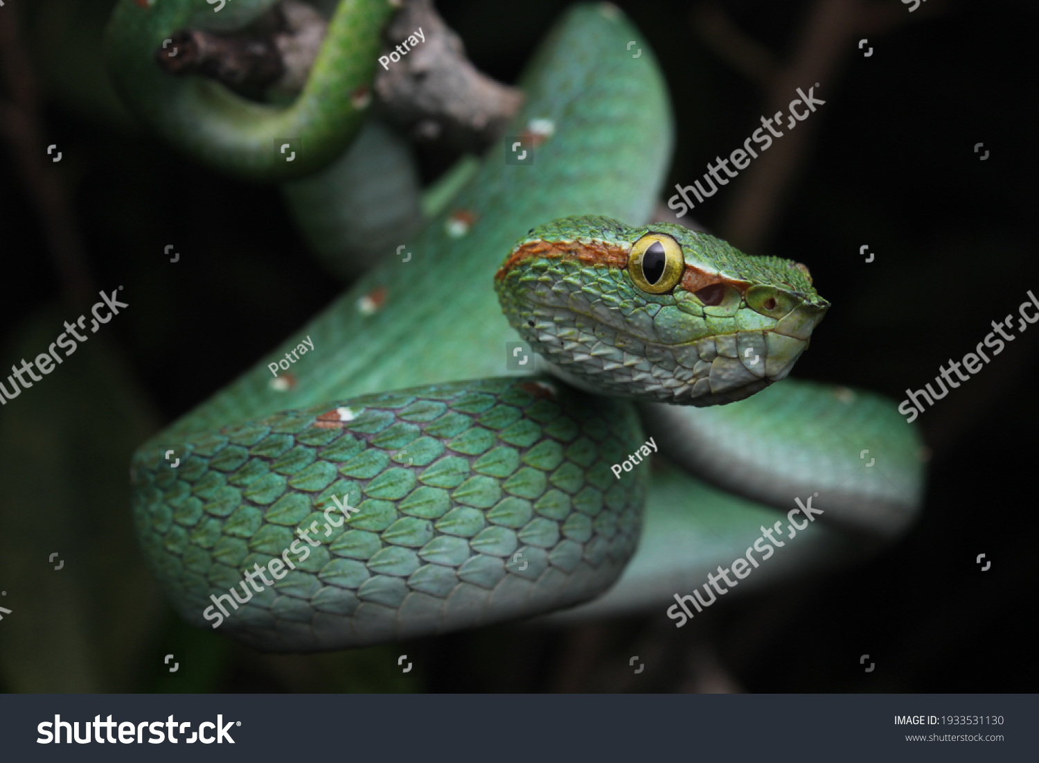 Waglers Pit Viper Perhaps Commonest Pit Stock Photo 1933531130 