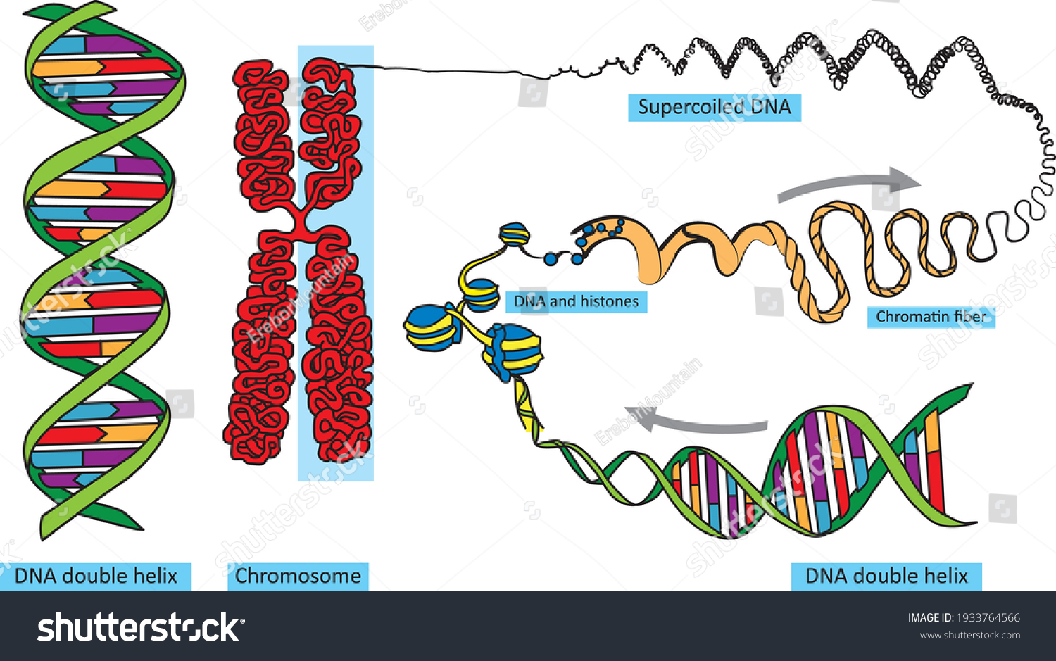 NC хромосомы ДНК