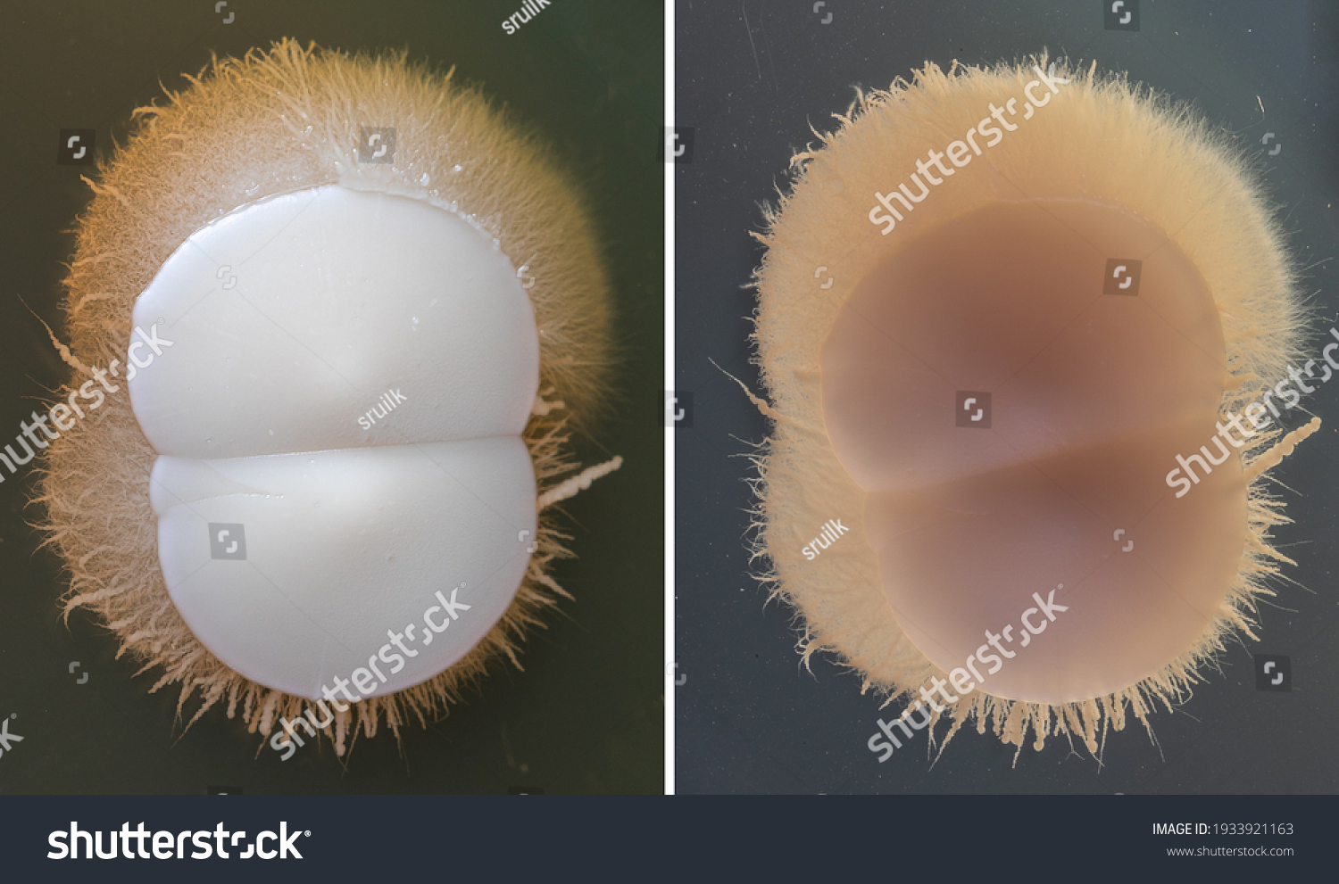 candida colony