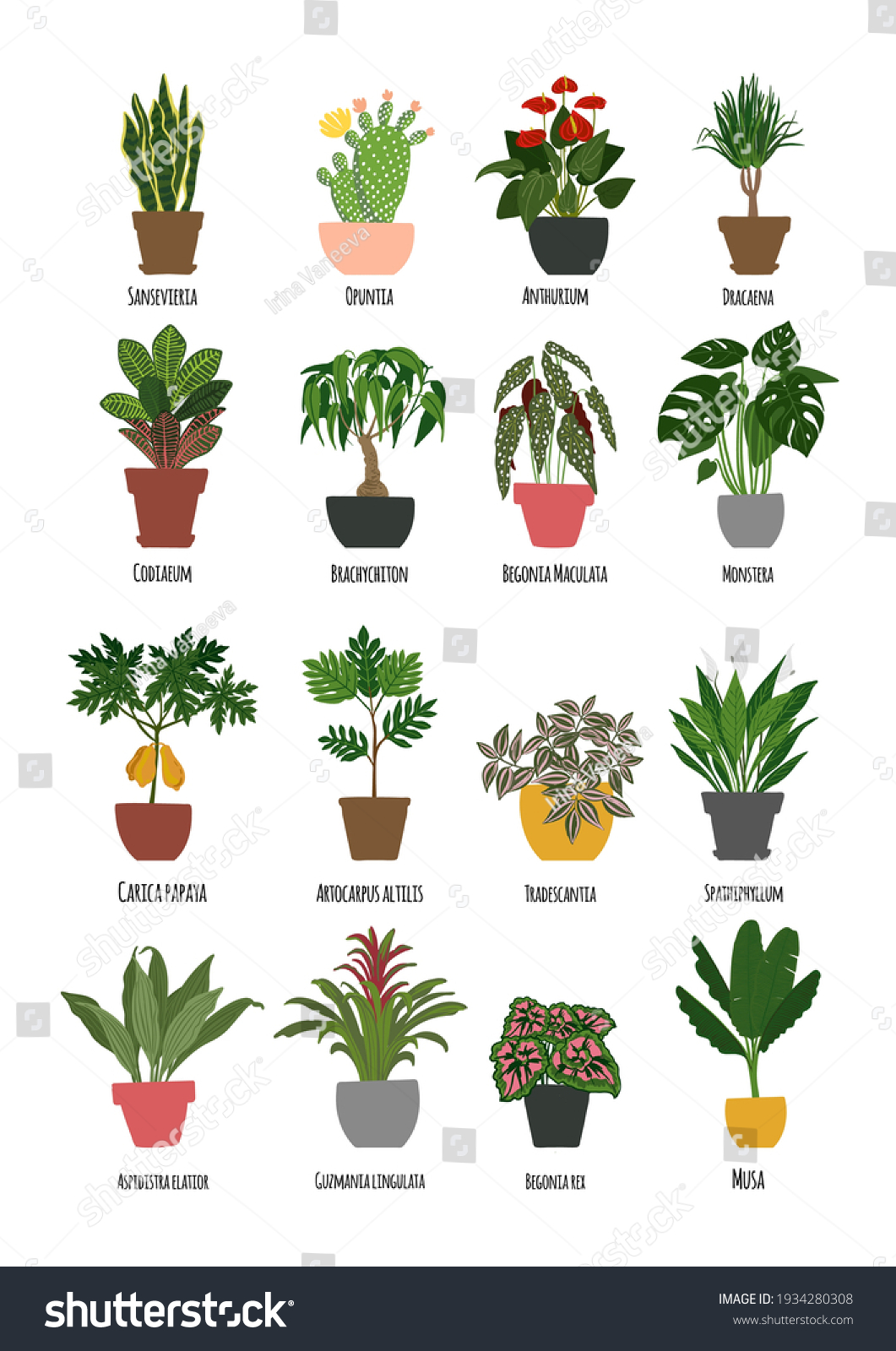 Tropical Plants Pots Home Decor Vector Stock Vector (Royalty Free ...