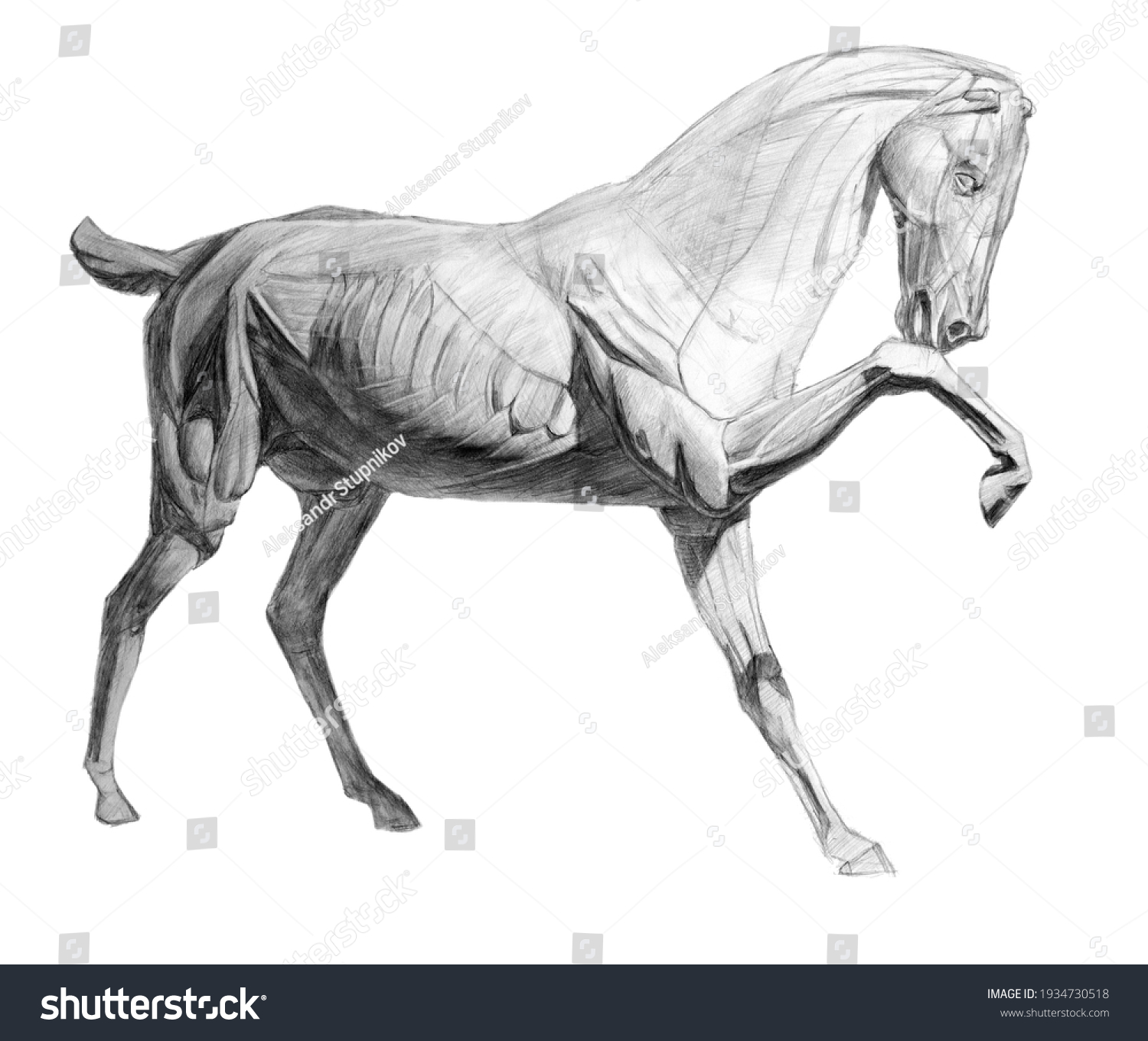 Whole Horses Ecorshe Side View Academic Stock Illustration 1934730518 ...