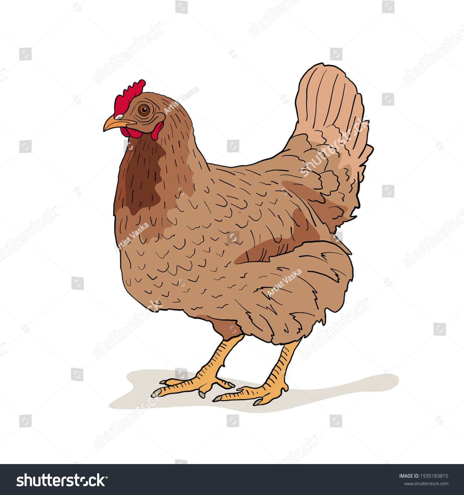 Chicken Cartoon Drawing Vector Illustration White Stock Vector (Royalty ...