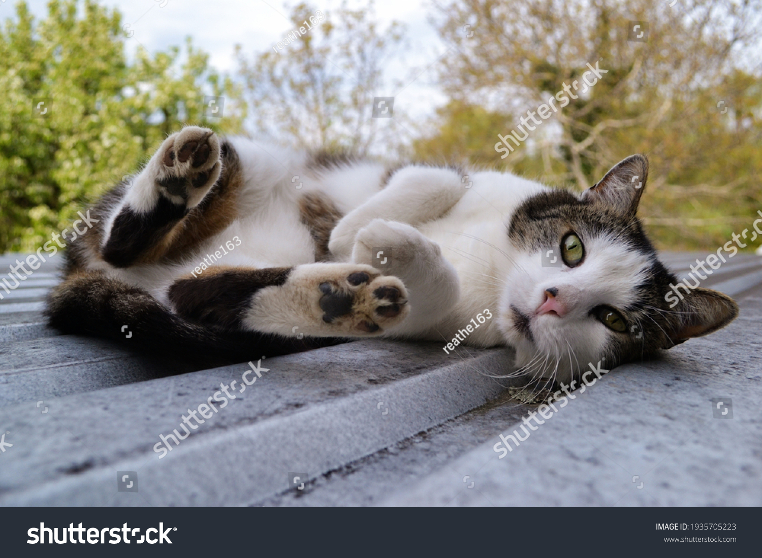 cat on a hot tin roof