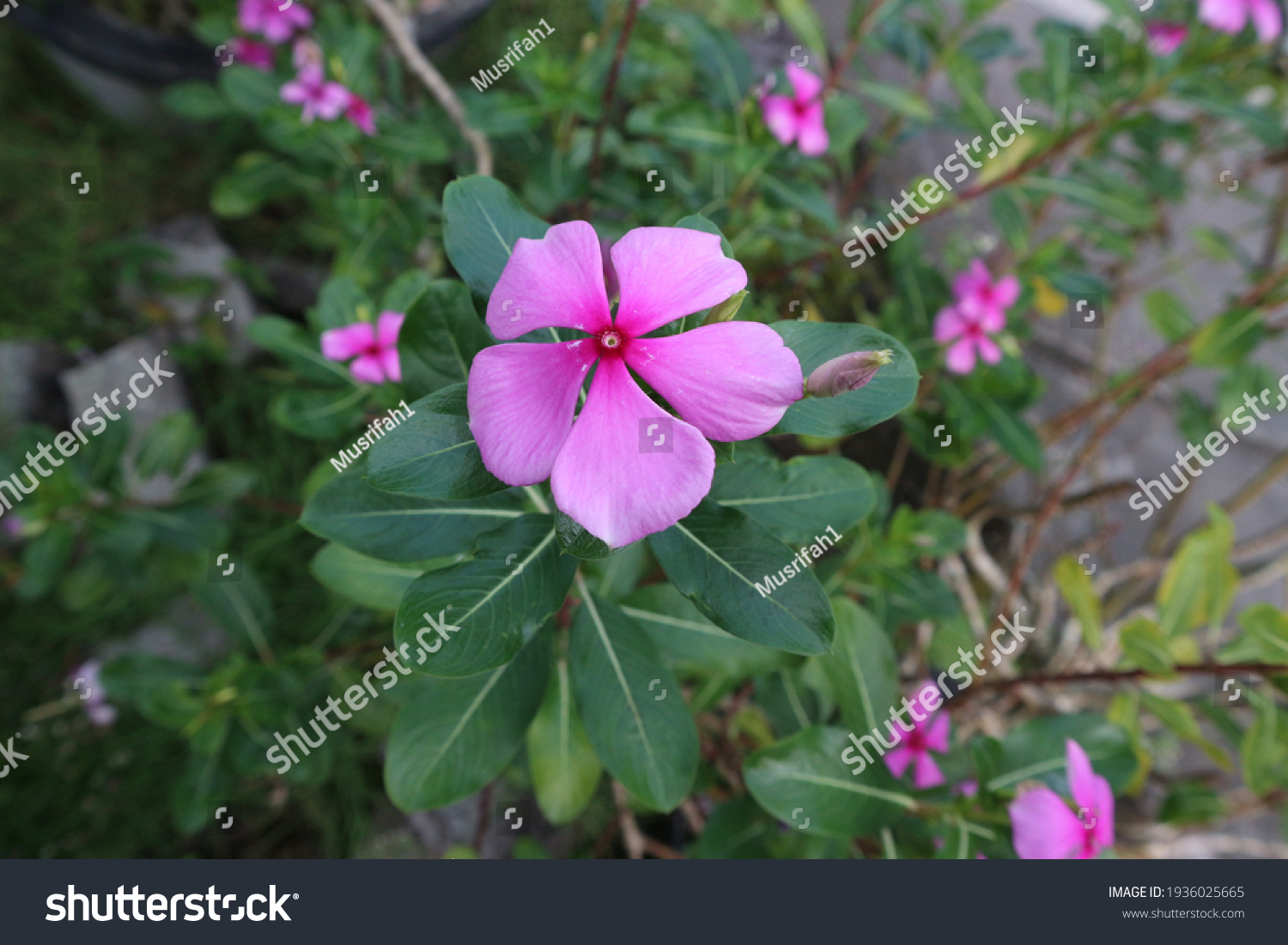 Purple Flowers Green Leaves Bokeh Background库存照片 Shutterstock