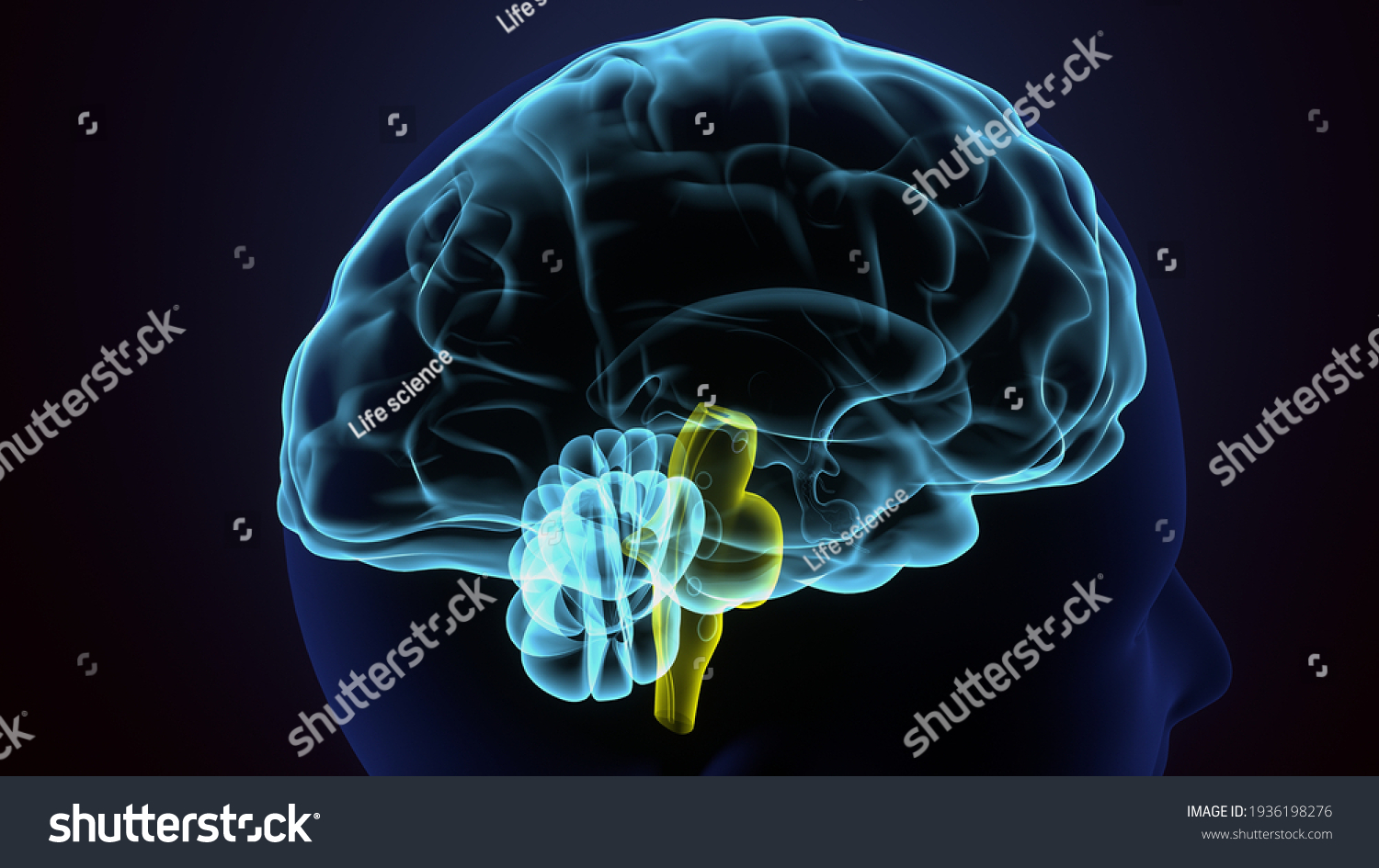 3d Illustration Human Brain Futuristic Anatomy Stock Illustration ...