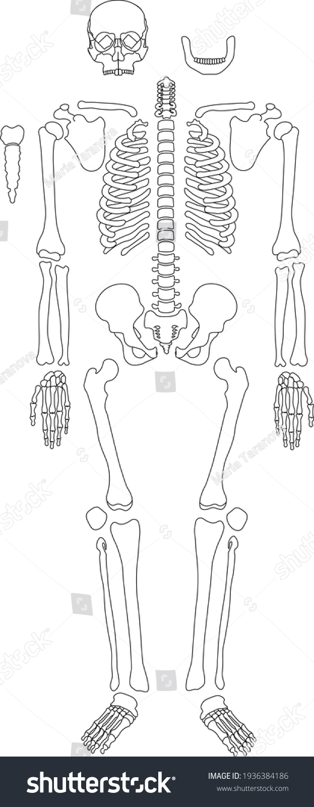 Human Skeleton System Outline Isolated On Stock Vector (Royalty Free ...