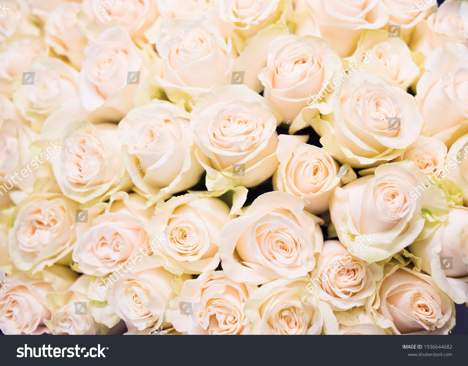 2,646,028 White Rose Background Images, Stock Photos & Vectors ...