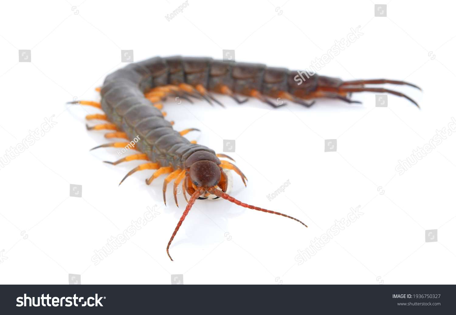 Centipede Isolated On White Background Stock Photo 1936750327 ...