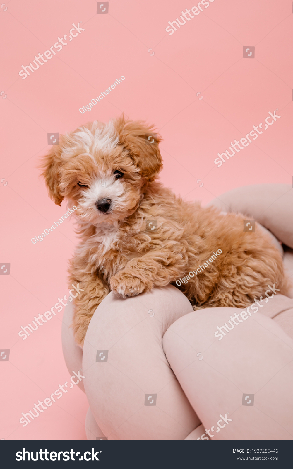 white maltese poodle mix puppies