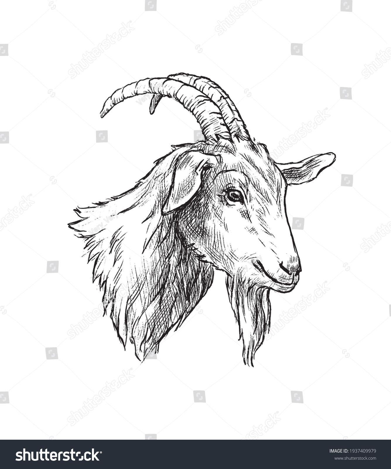 Hand Drawn Portrait Goat Retro Sketch Stock Vector (Royalty Free ...