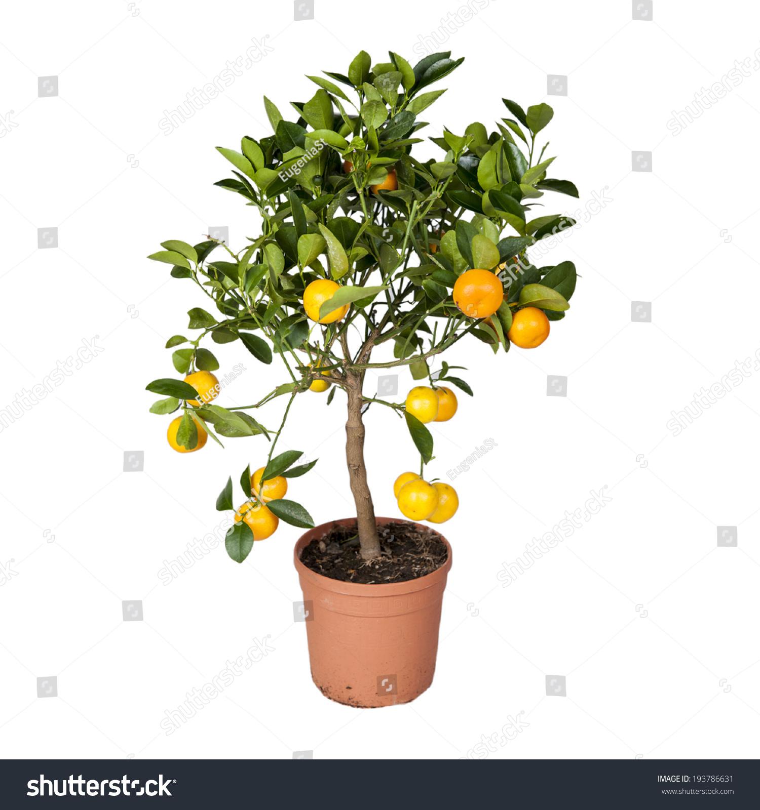 Orange Tree Pot Isolated On White Stock Photo 193786631 | Shutterstock