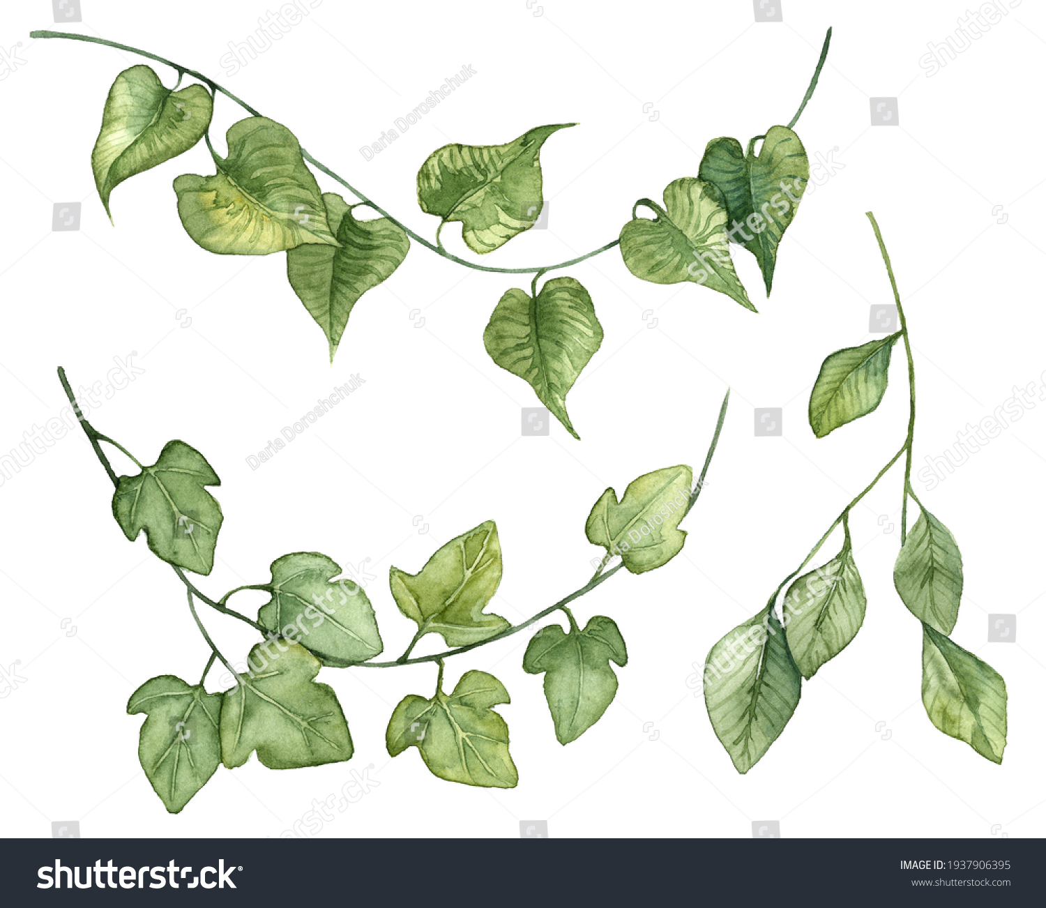 Листья лианы рисунок