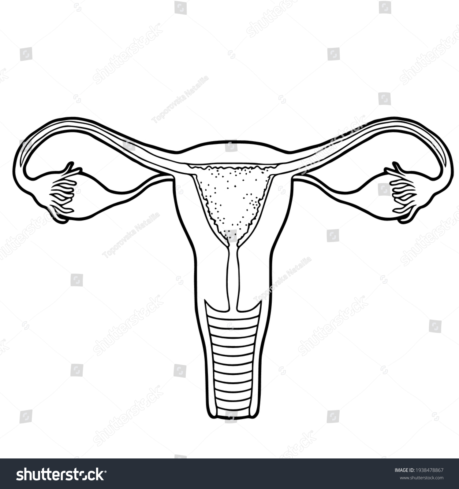 Healthy Beauty Female Reproductive System Stock Vector Royalty Free 1938478867 Shutterstock 8475