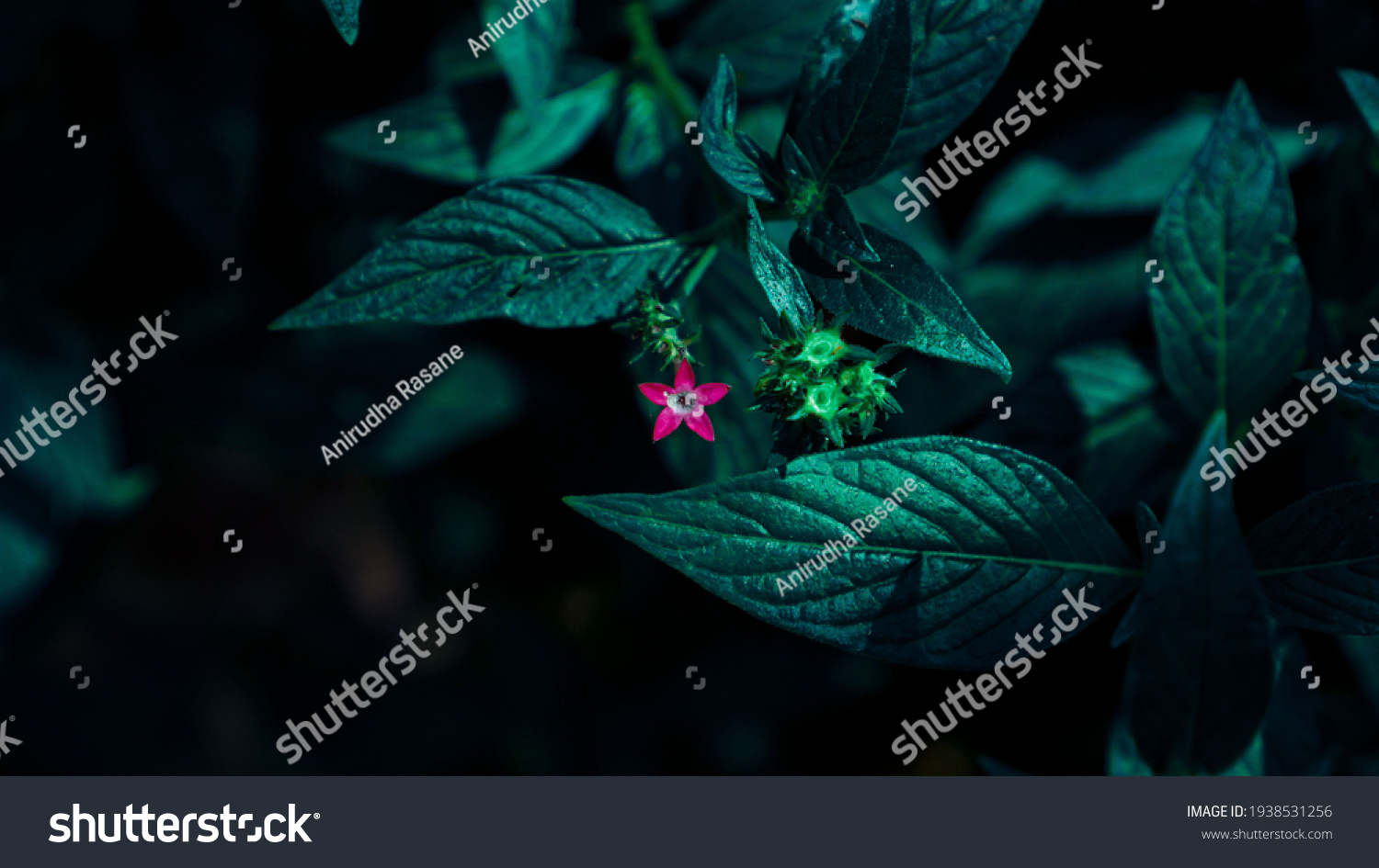 Pink Lily Flower Background Wallpaper Stock Photo 1938531256 | Shutterstock