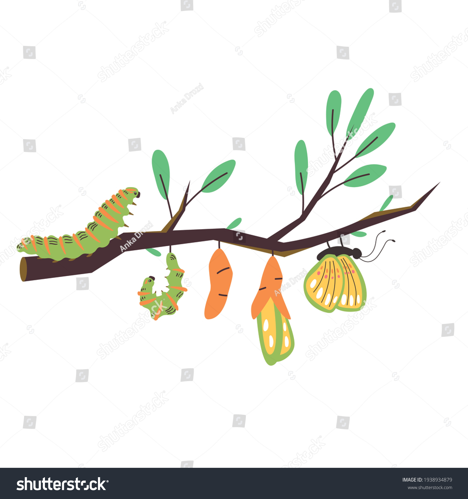 Stages Growth Caterpillar Butterfly Emergence New Stock Vector (Royalty ...