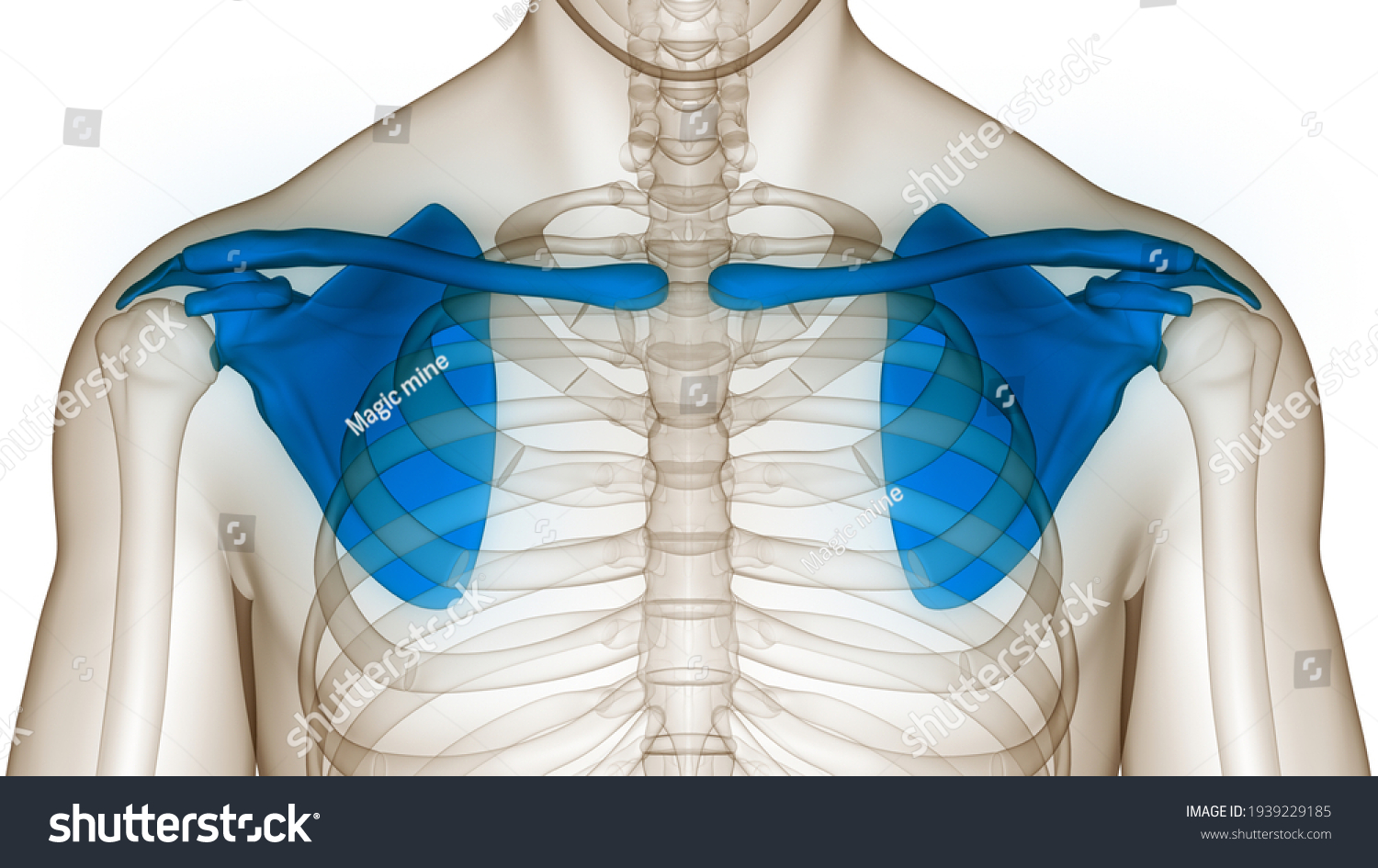 Human Skeleton System Pectoral Girdle Shoulder Stock Illustration ...