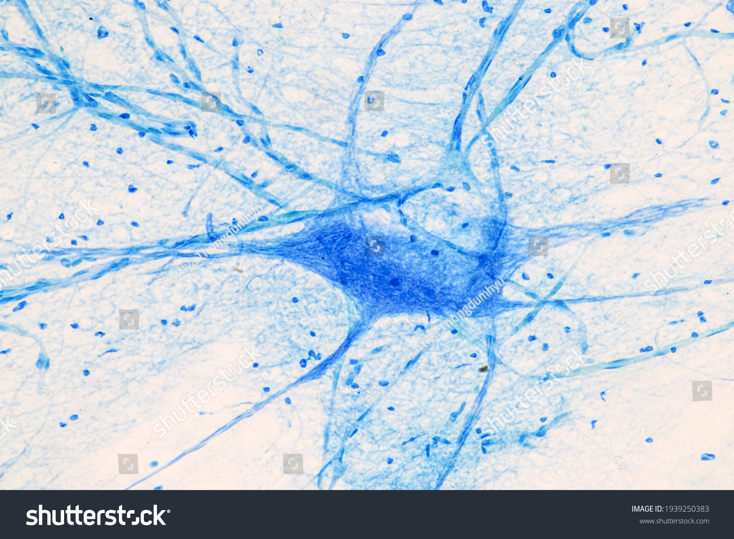 Education Spinal Cord Nerve Cerebellum Cortex Stock Photo 1939250383 ...