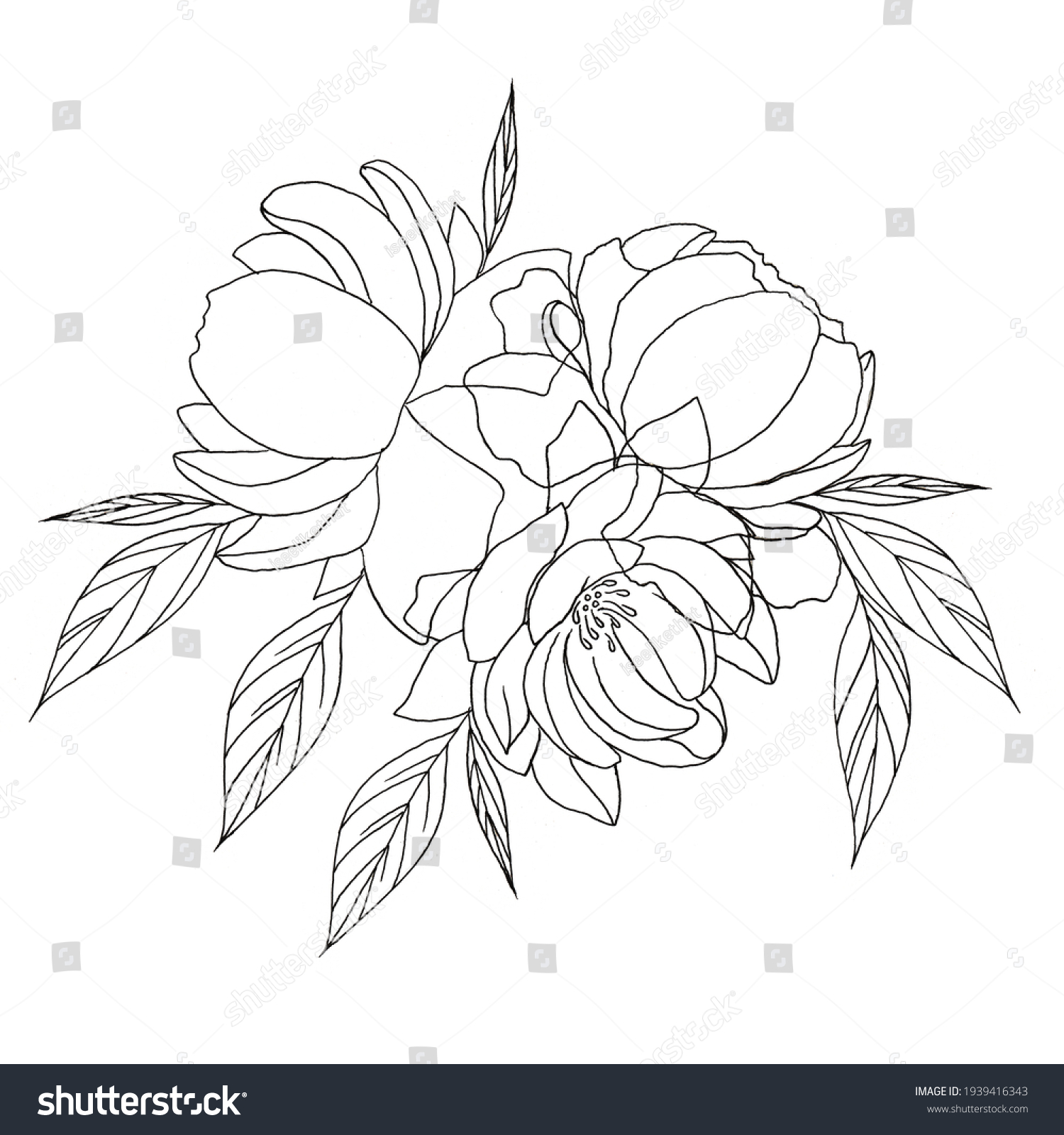 Peony Flowers Drawing Sketch Lineart On Stock Illustration 1939416343 ...