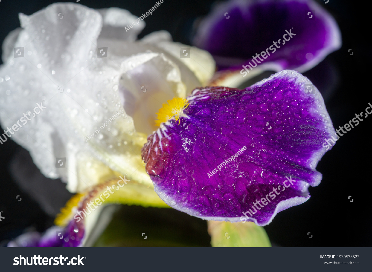 name-iris-greek-word-rainbow-greeks-stock-photo-1939538527-shutterstock