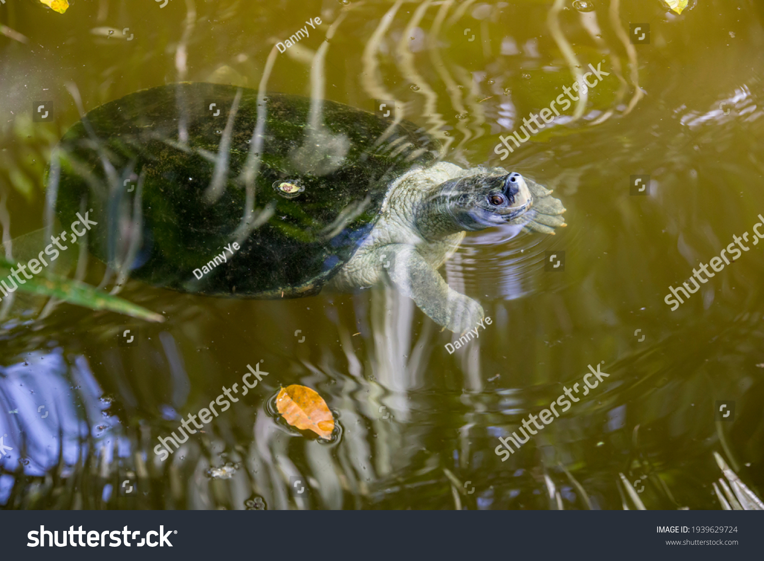 Burmese Roofed Turtle Batagur Trivittata One Stock Photo 1939629724 ...