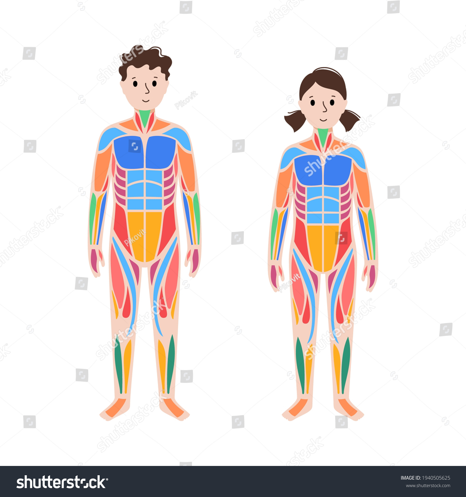 Human Muscular System Structure Muscle Groups Stock Vector (Royalty ... Biology Diagrams