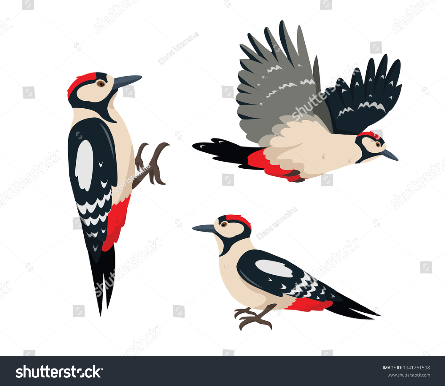 Woodpecker vector