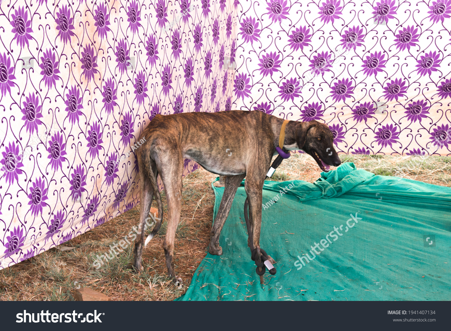 when does a mudhol hound mature