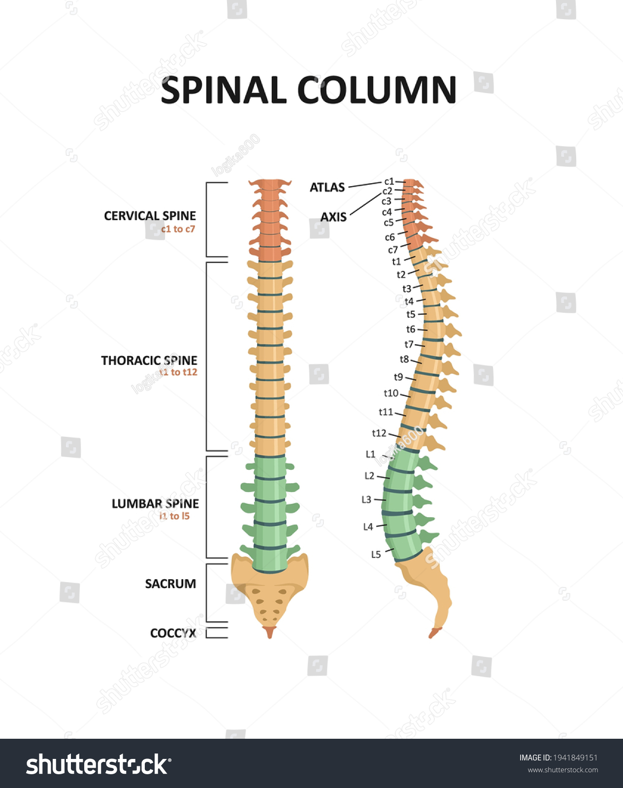 sacral spine anatomy