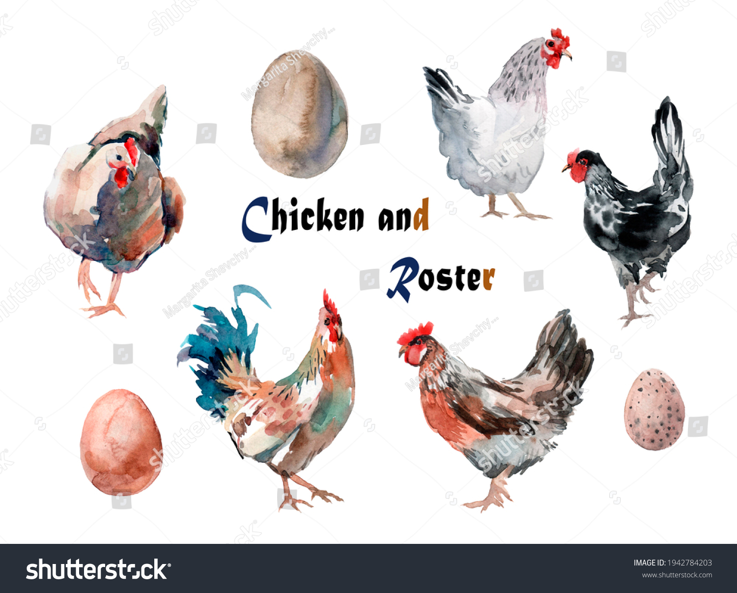 Watercolor Hand Drawn Set Chicken Roster Stock Illustration 1942784203 ...