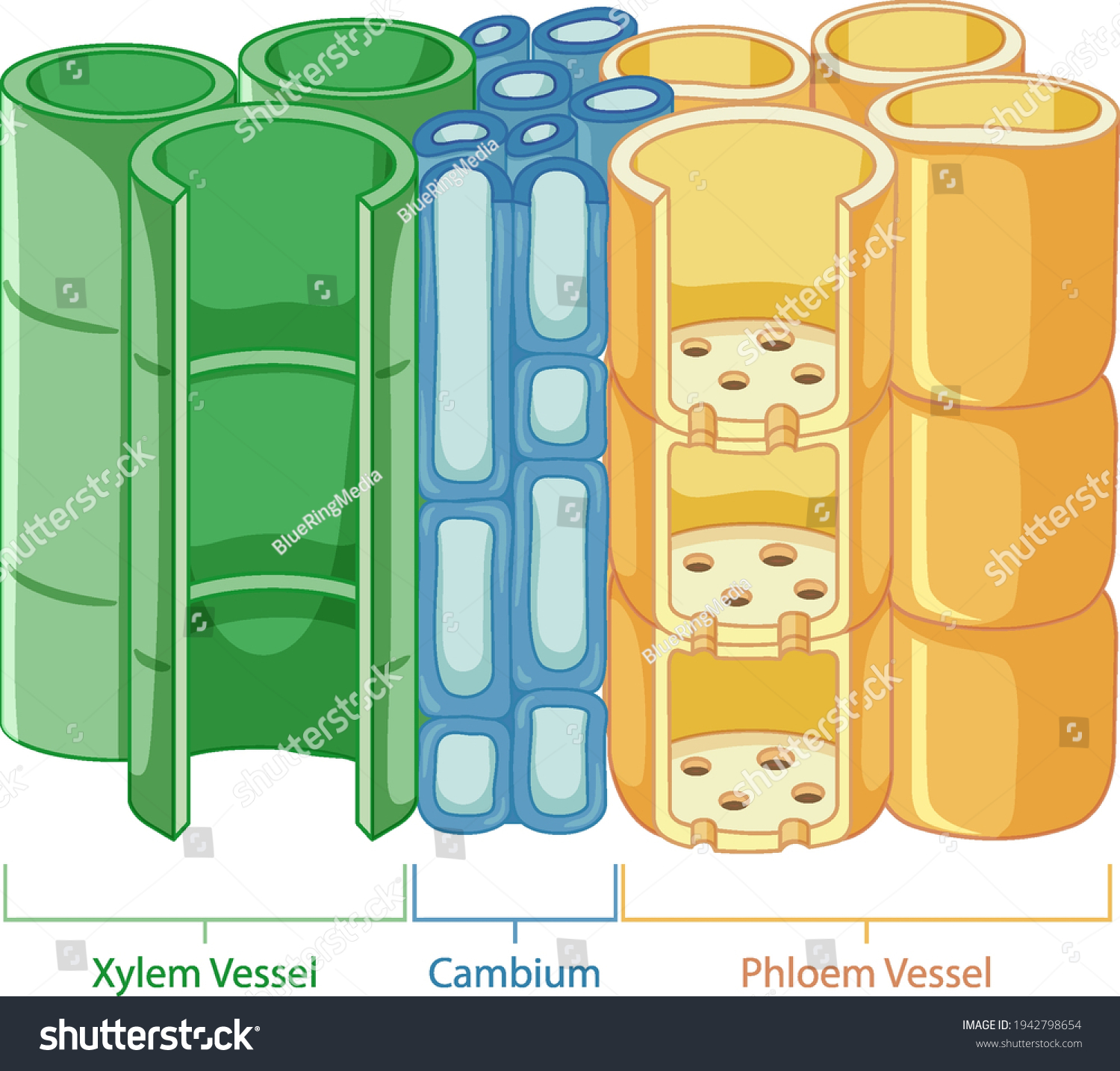 Diagram Showing Vascular Tissue System Plants Stock Vector Royalty Free 1942798654 Shutterstock 9005