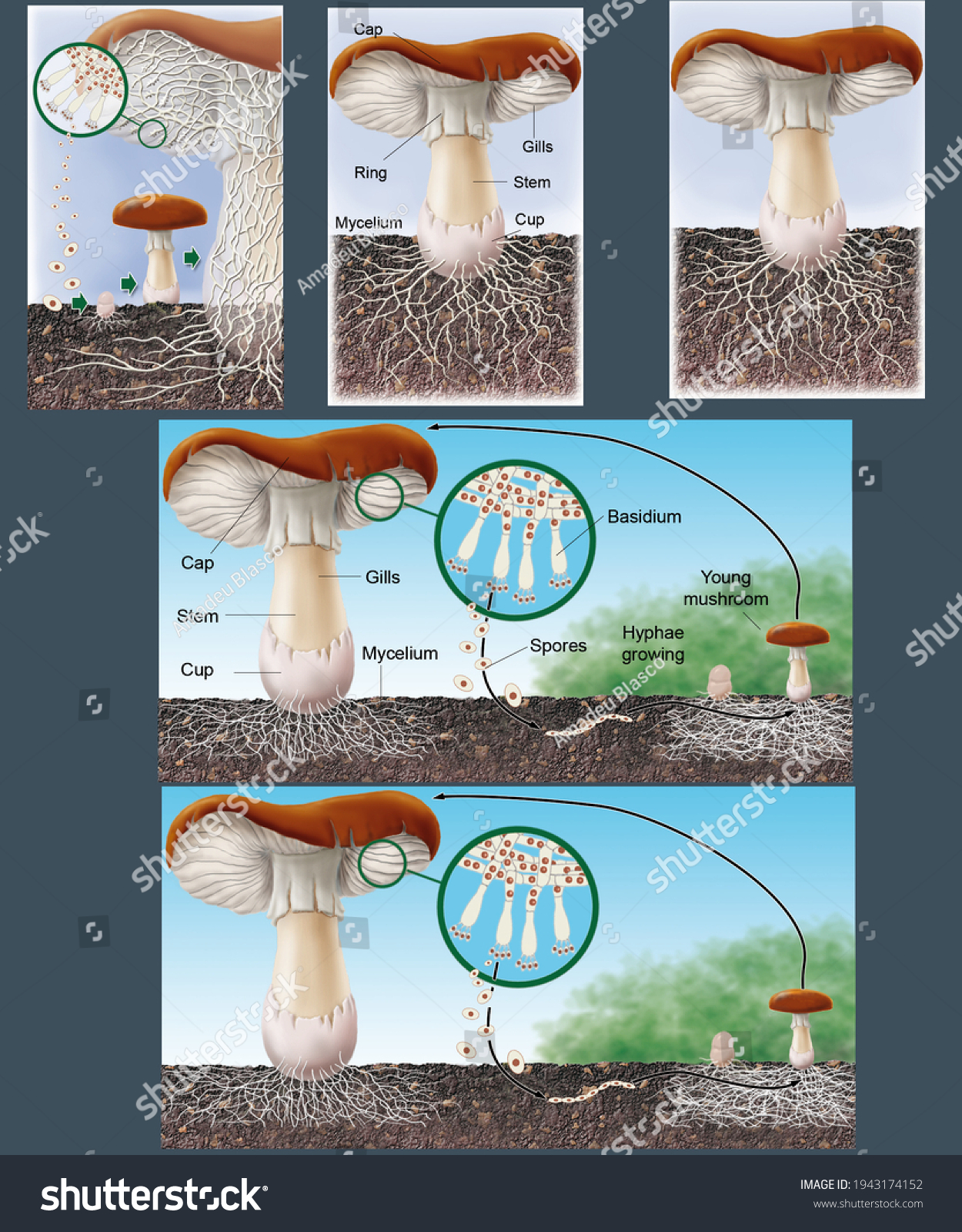 Fungi Morphology Life Cycle Fungi Digital Stock Illustration 1943174152 ...