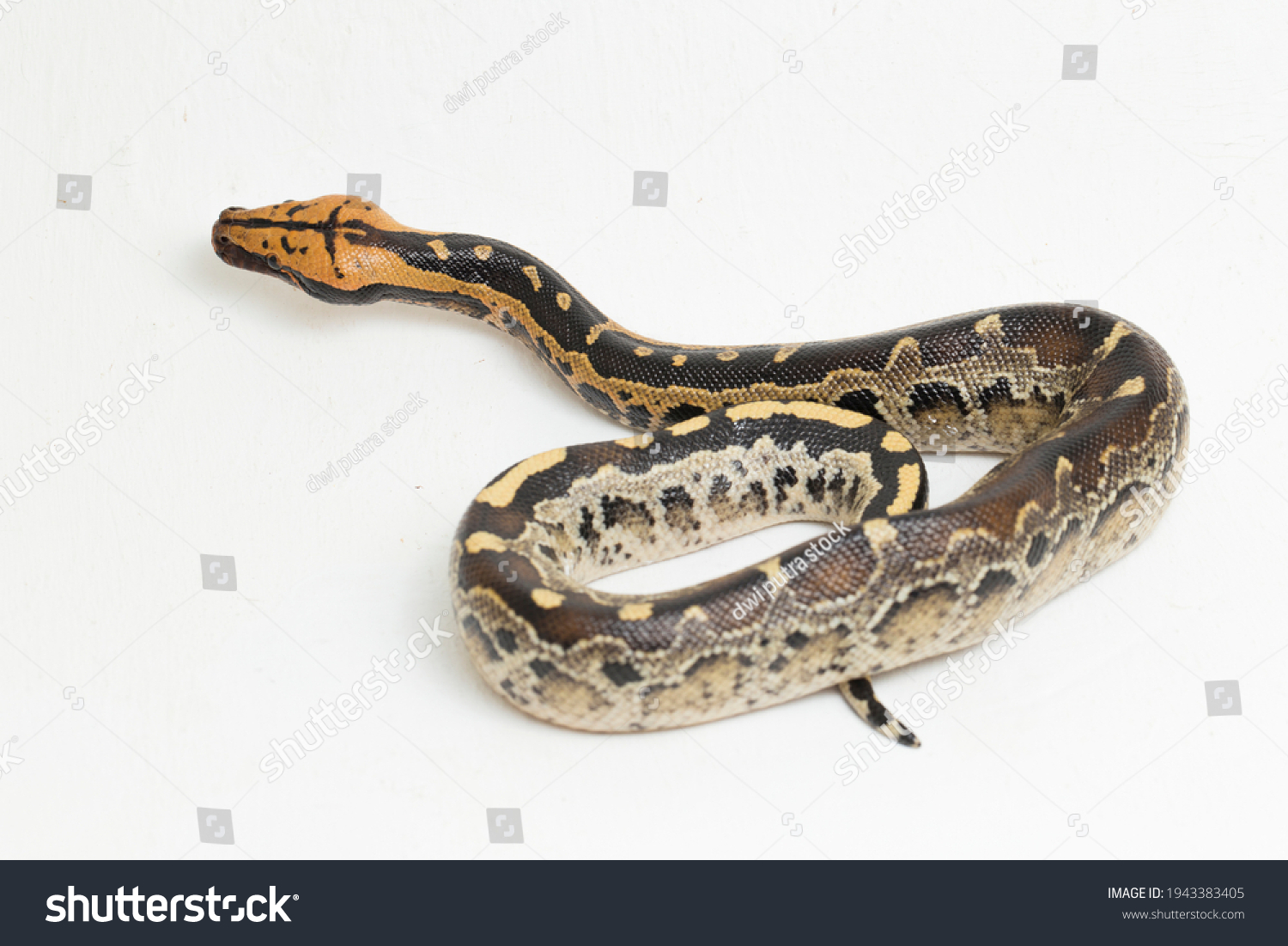 Borneo Shorttailed Blood Python Snake Python Stock Photo 1943383405 ...