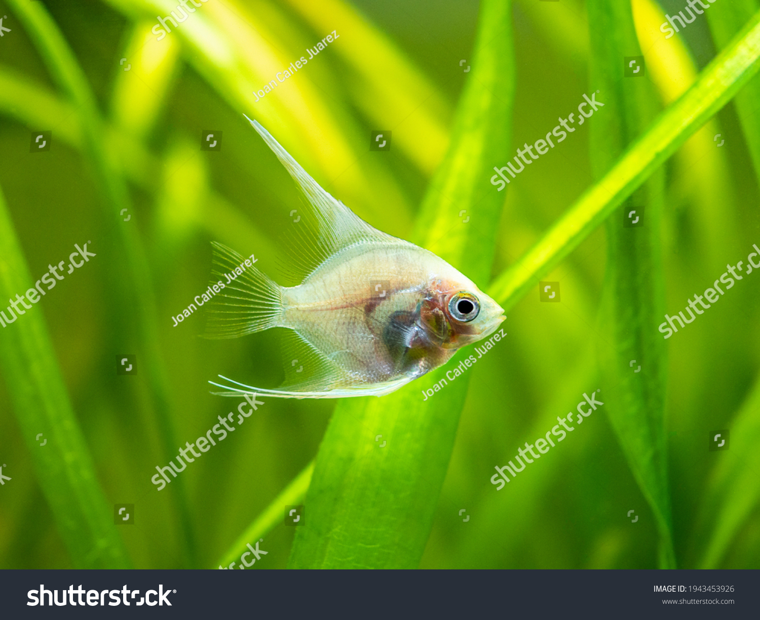 Platinum Angelfish Pterophyllum Scalare Swimming Tank Stock Photo