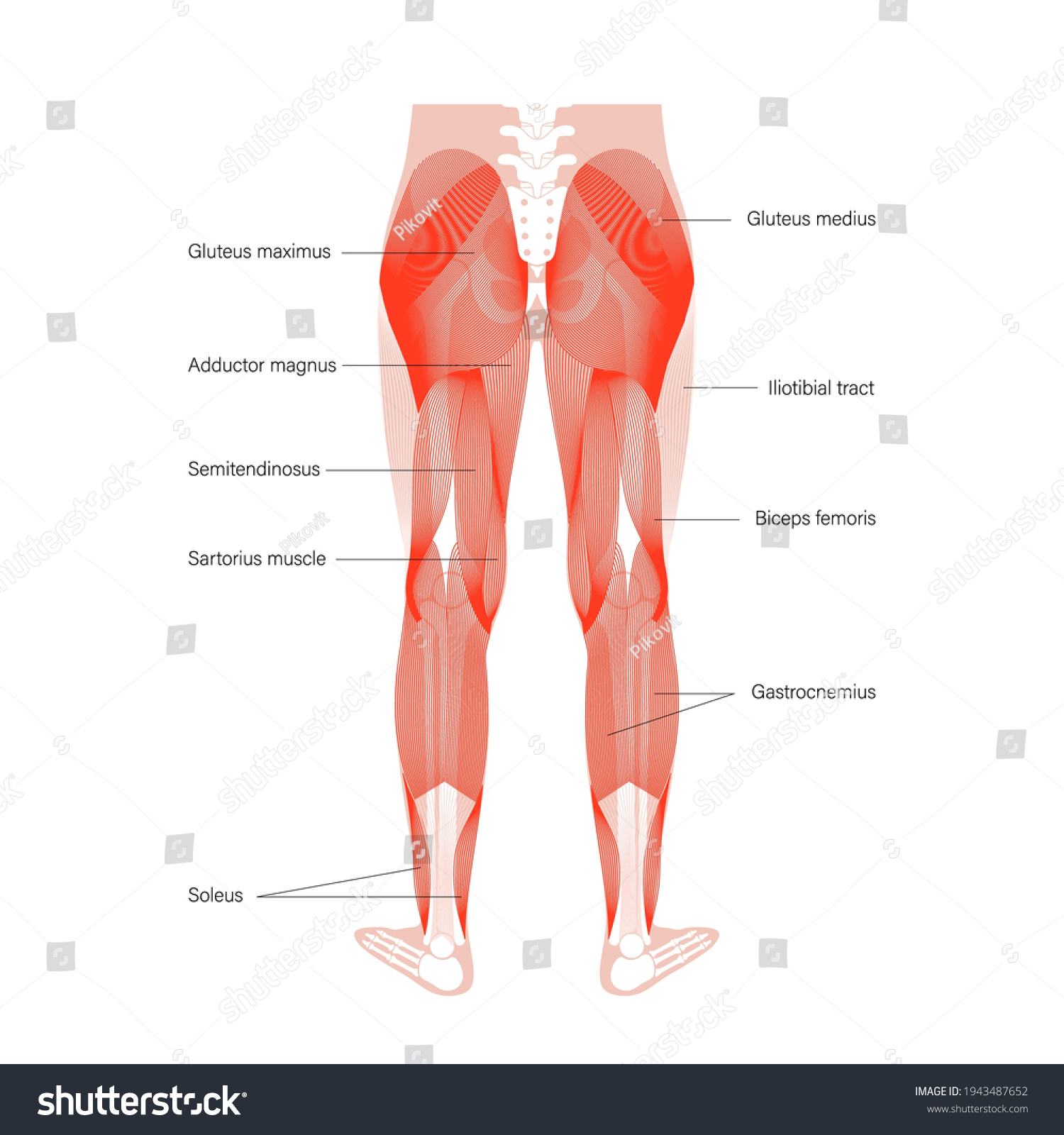 Human Muscular System Legs Back View Stock Vector (Royalty Free ...