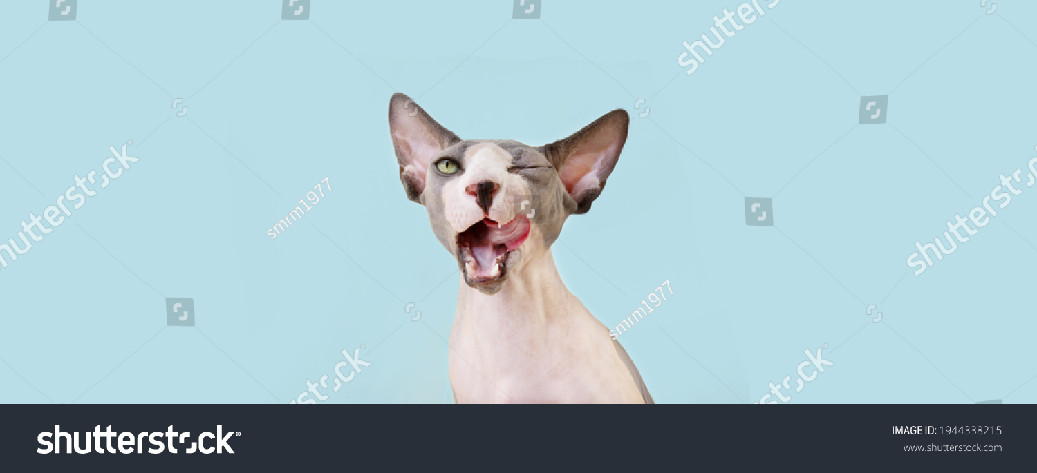 Funny Hungry Sphynx Cat Licking Lips Stock Photo 1944338215 | Shutterstock