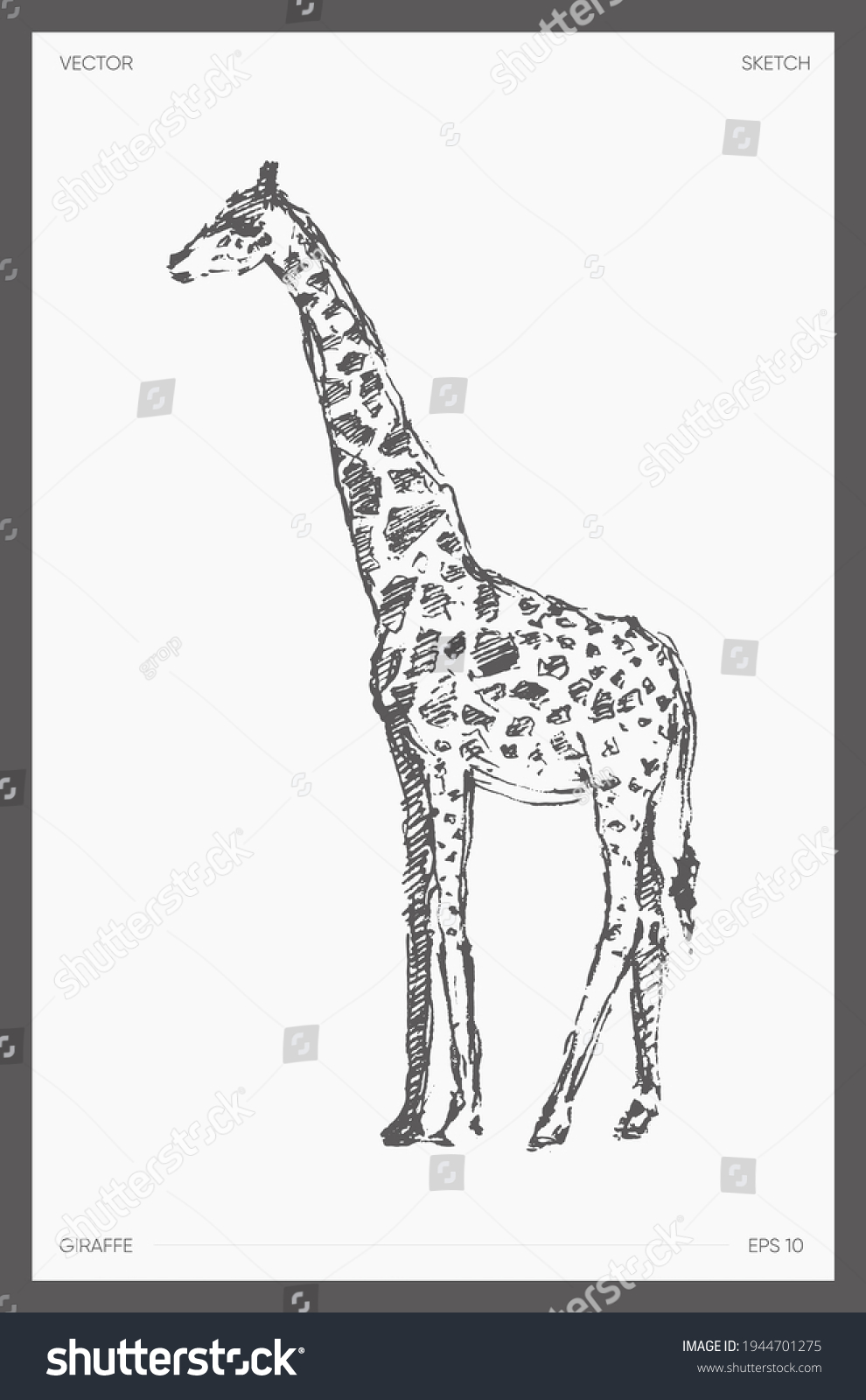 High Detail Hand Drawn Vector Illustration Stock Vector Royalty Free   Stock Vector High Detail Hand Drawn Vector Illustration Of Giraffe Realistic Drawing Sketch 1944701275 