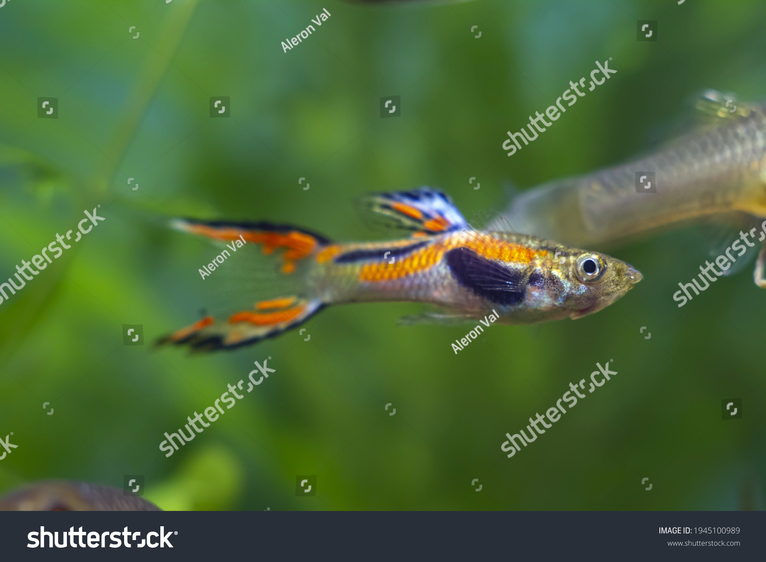 Endlers Guppy Neon Glowing Adult Male Stock Photo 1945100989 | Shutterstock