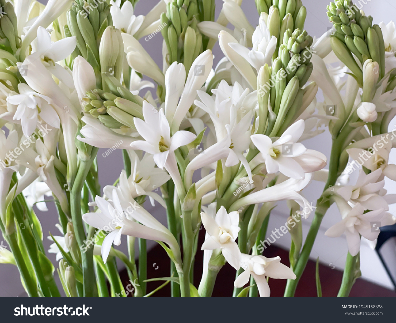 Set Bunch White Tuberose Flower Floral Stock Photo 1945158388 ...