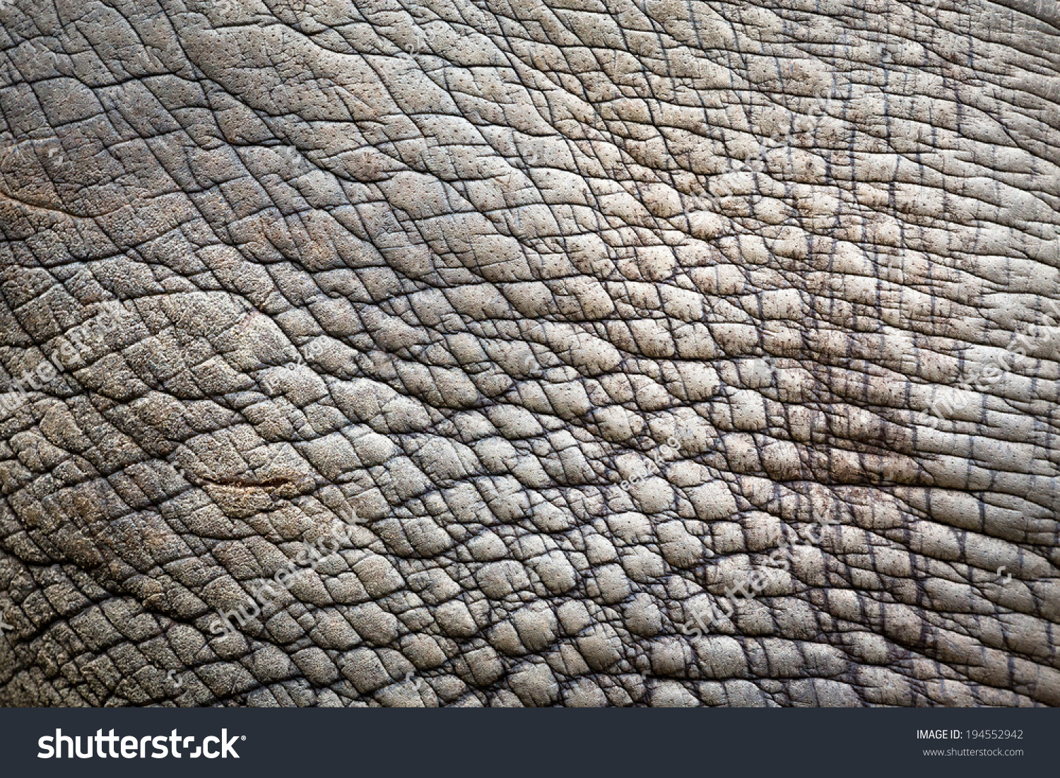 Текстура кожи носорога