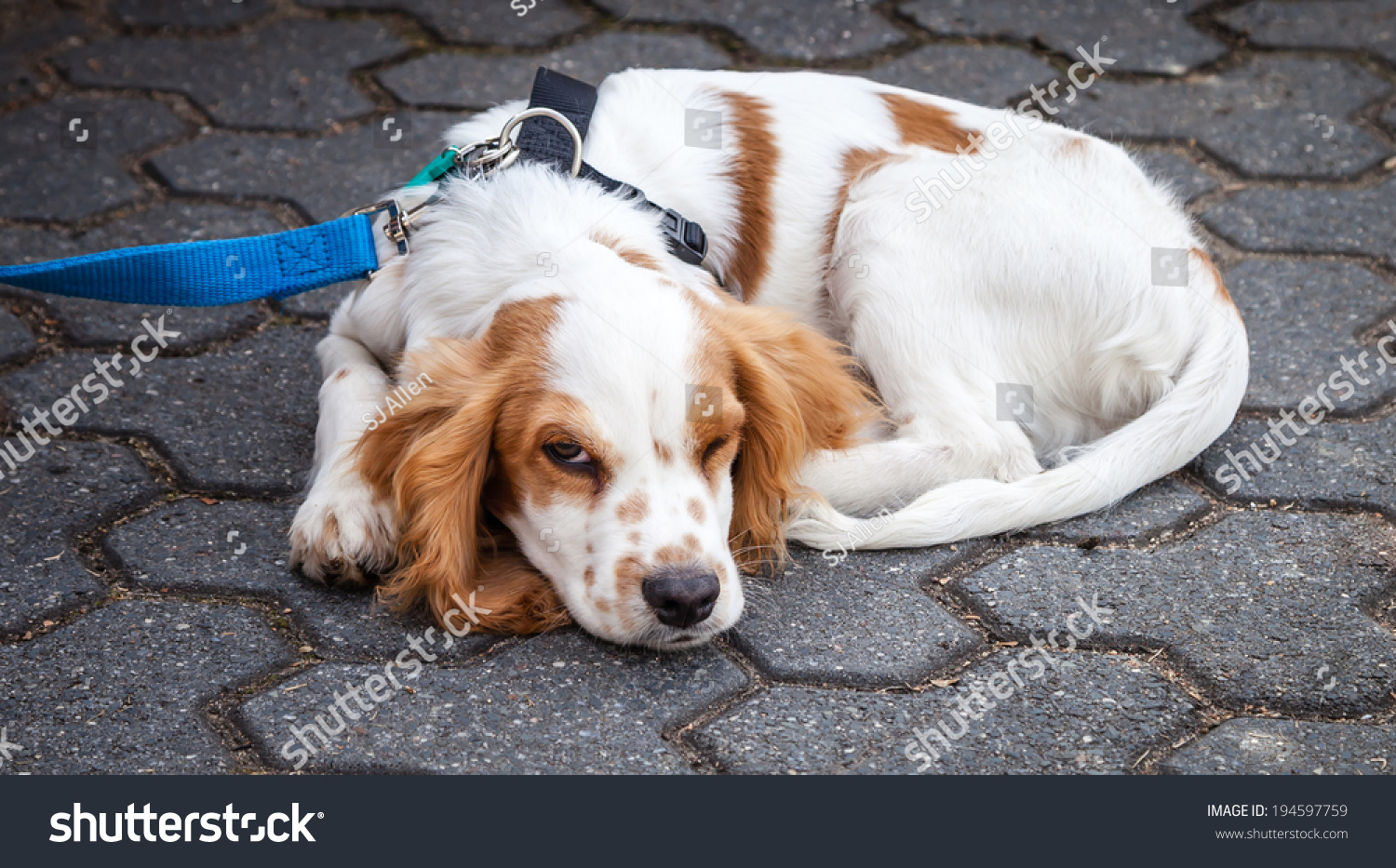 Very Cute Red White Cocker Spaniel Stock Photo 194597759 | Shutterstock