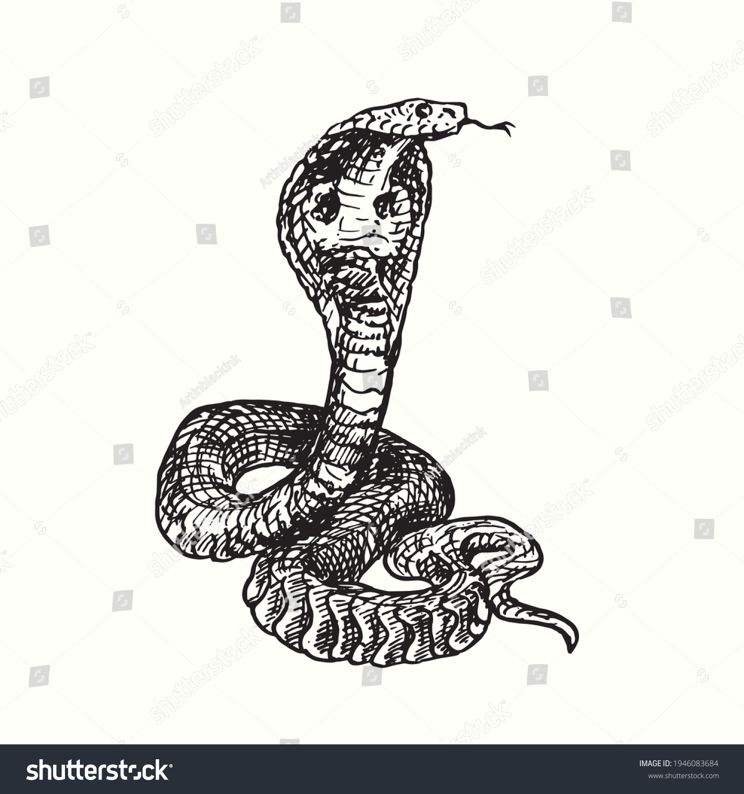 King Cobra Ophiophagus Hannah Ink Black Stock Vector (Royalty Free ...