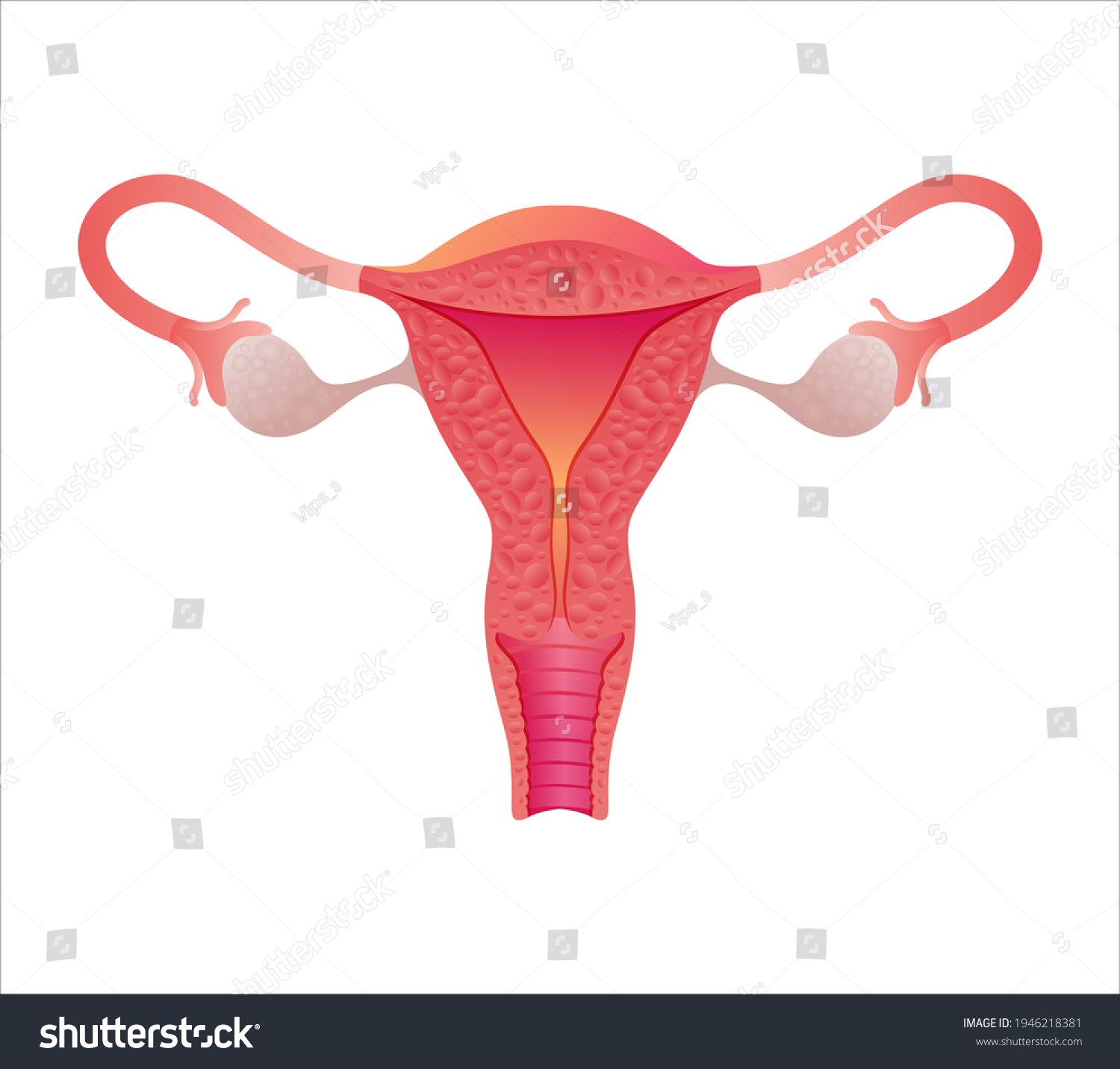 Illustration Female Reproductive System Human Anatomy Stock Vector ...