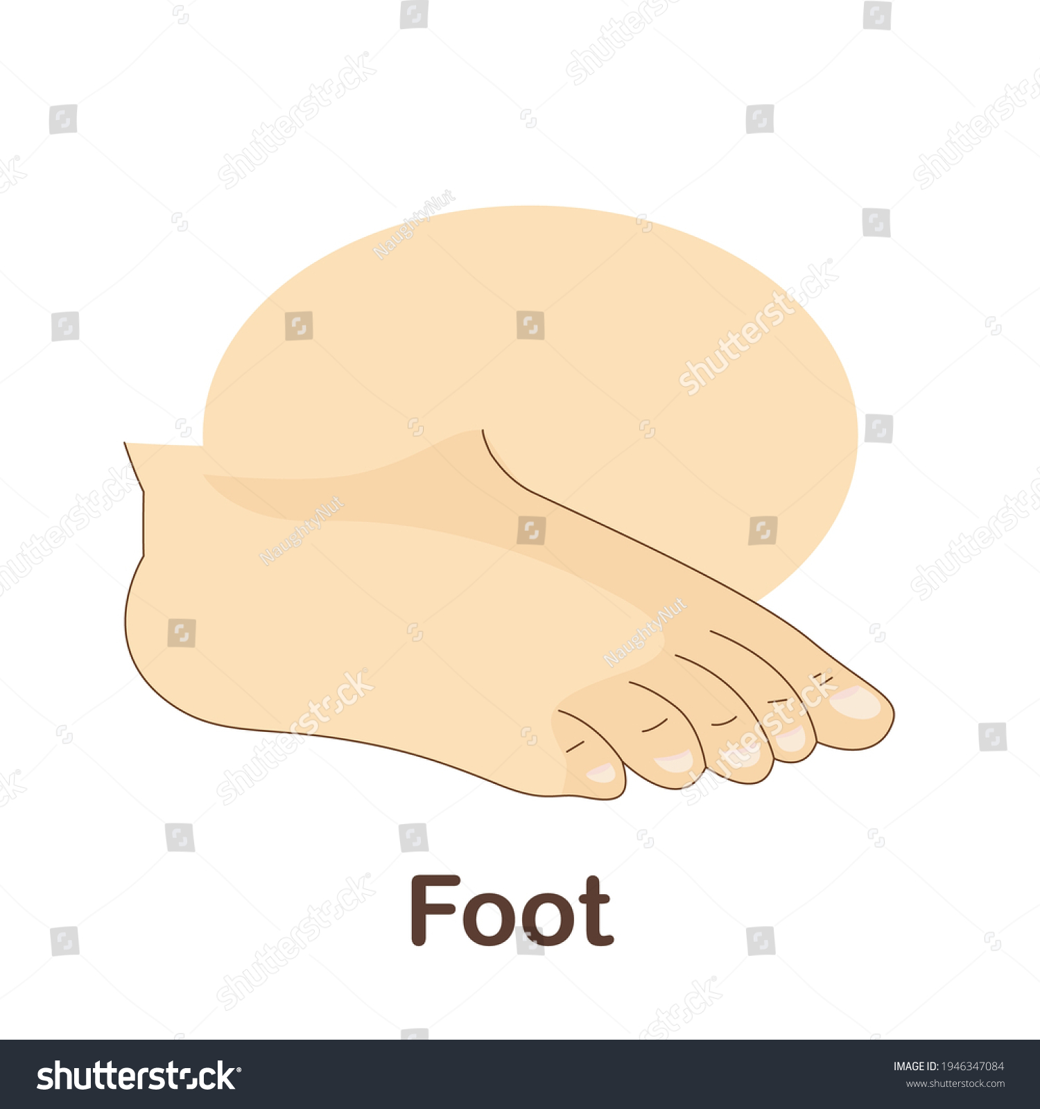 Vocabulary Flash Card Kids Foot Picture Stock Vector (Royalty Free ...