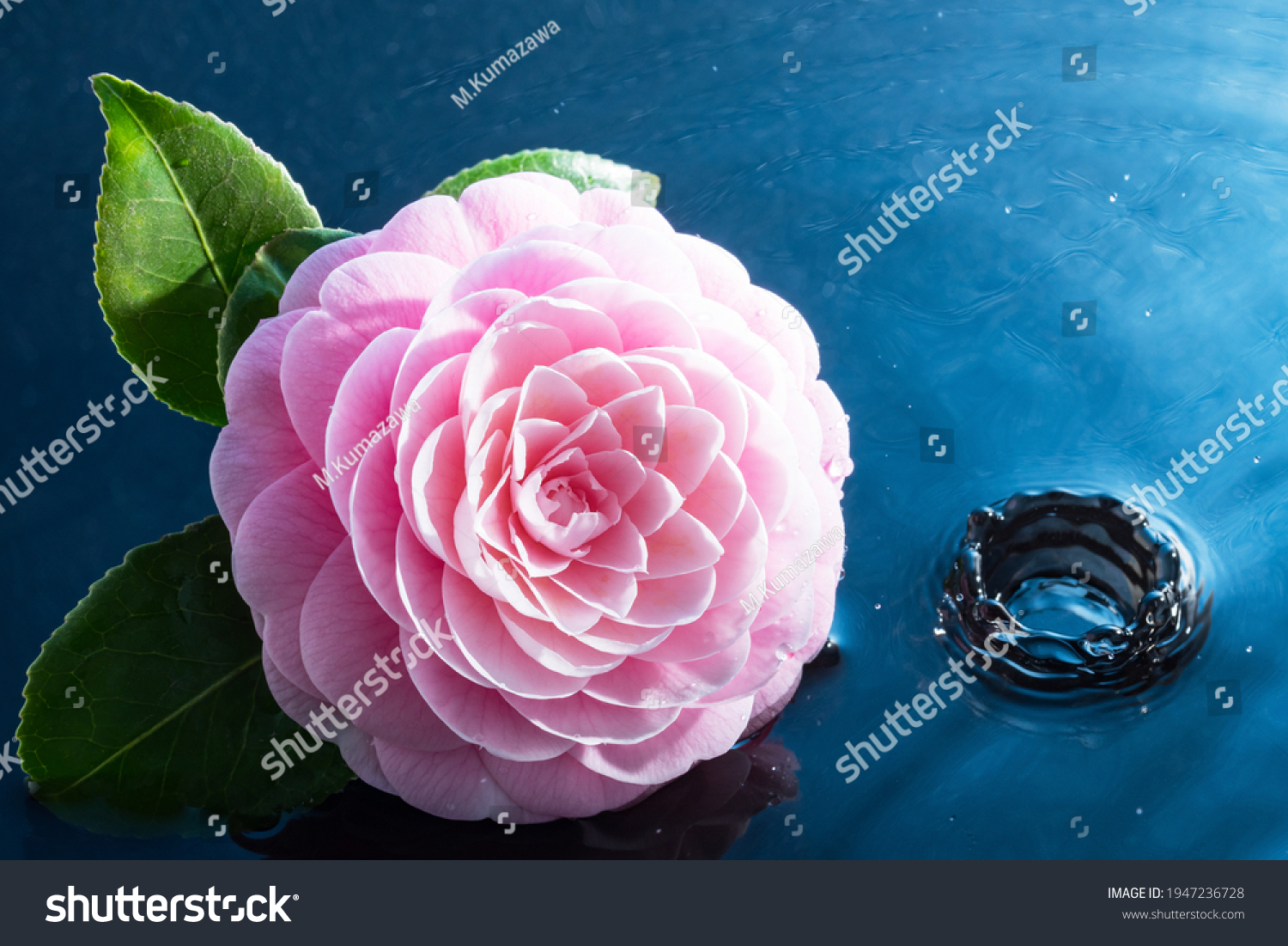 20,519 Pink Blue Peonies Stock Photos, Images & Photography | Shutterstock