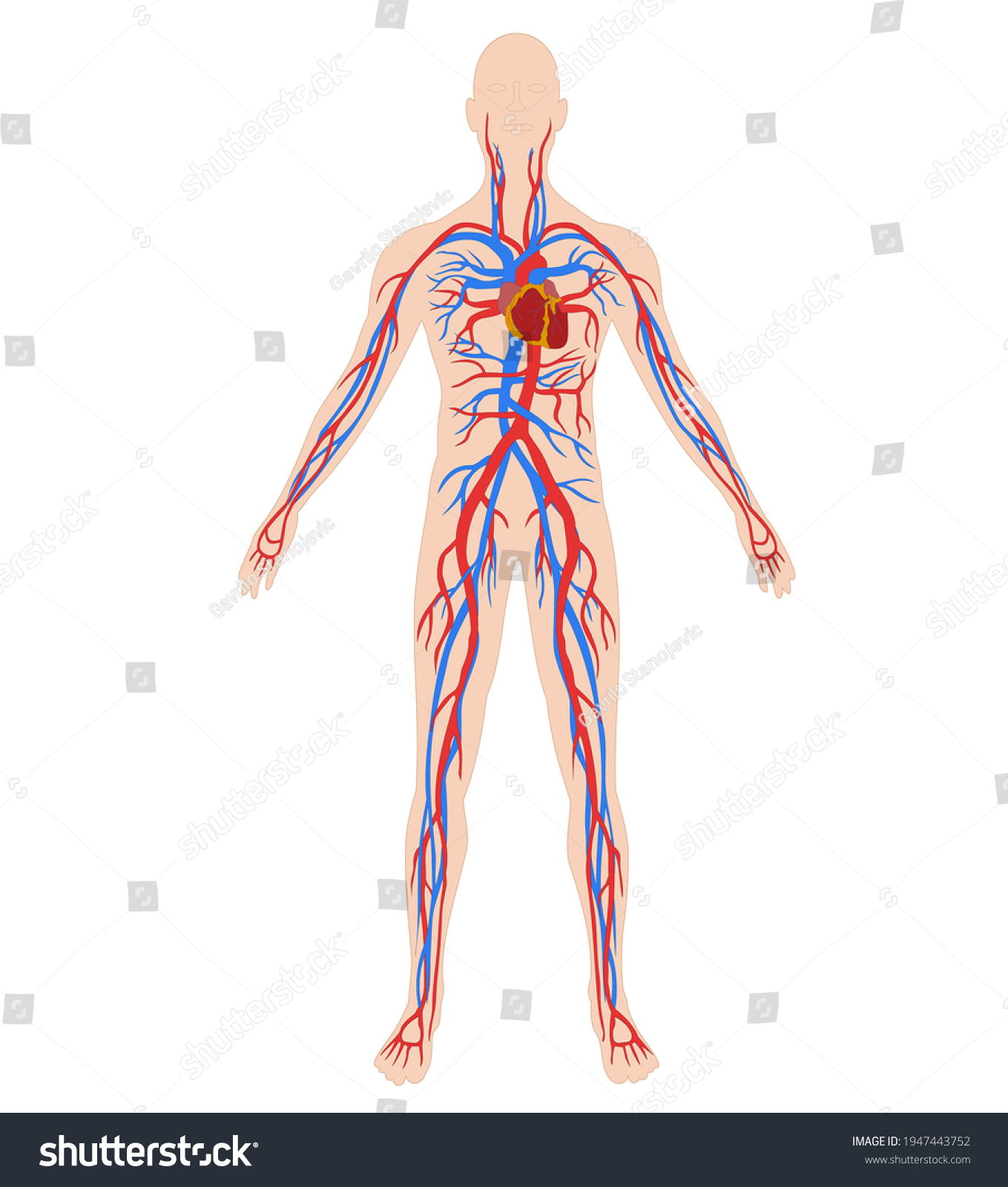 Bloodstream Blood System Human Body Isolated Stock Illustration ...