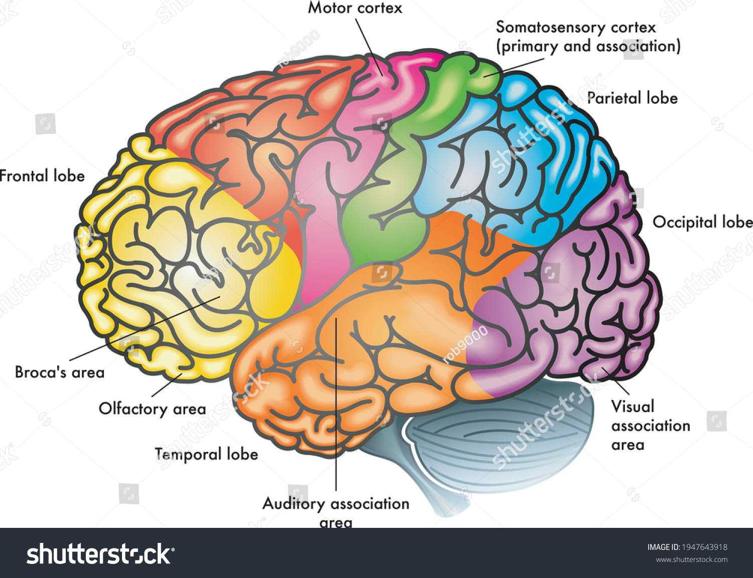 Colorful Illustration Human Brain Different Functional Stock Vector ...