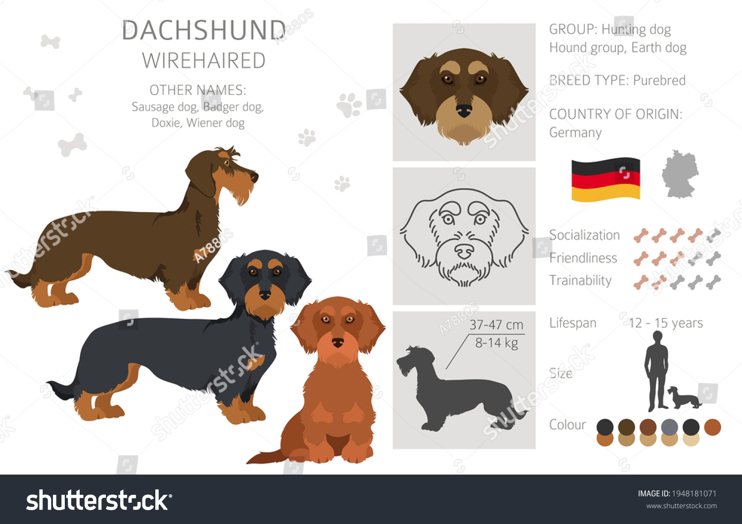 Dachshund Wire Haired Clipart Different Poses Stock Vector (Royalty ...